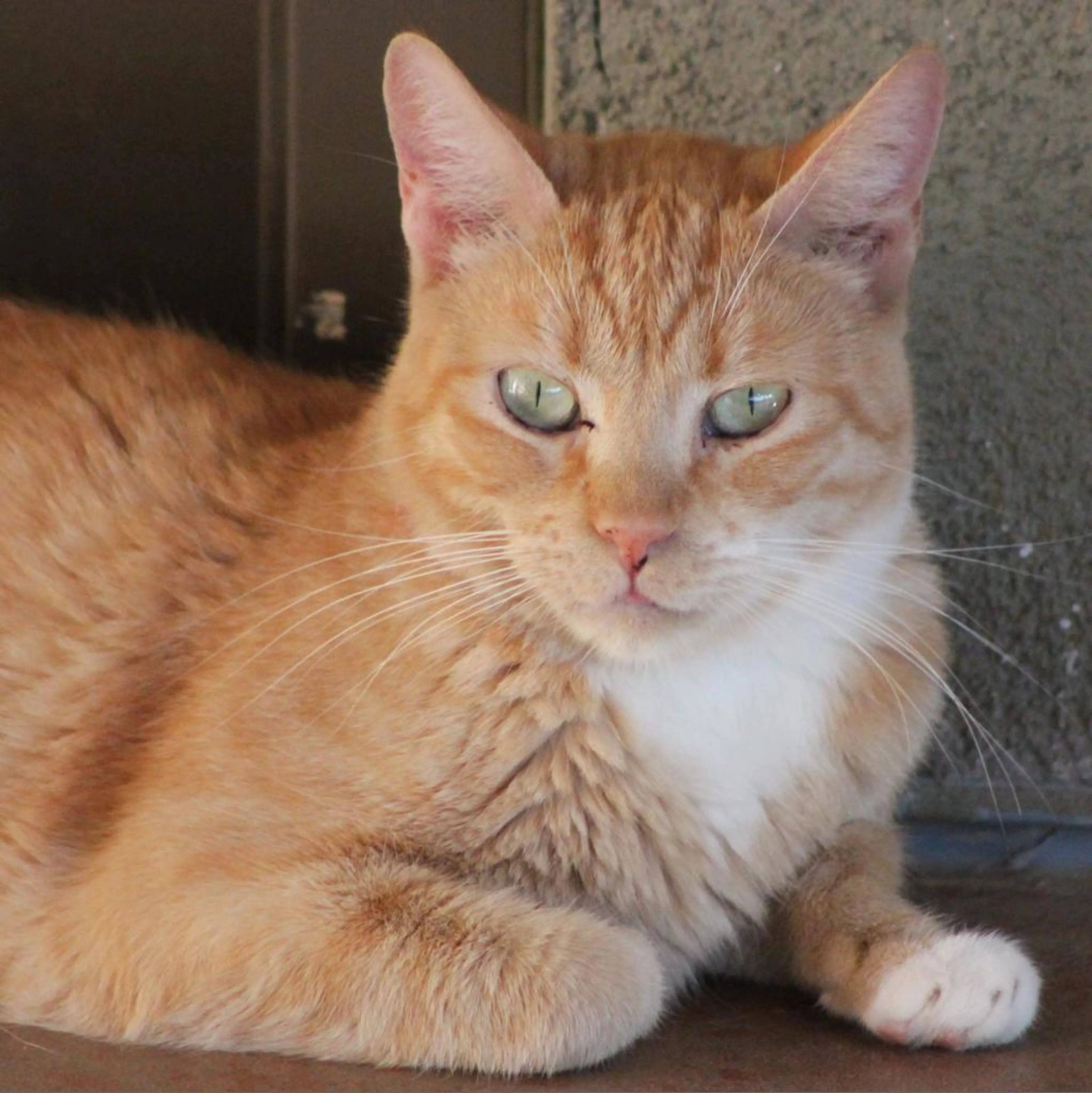 Found pet-2