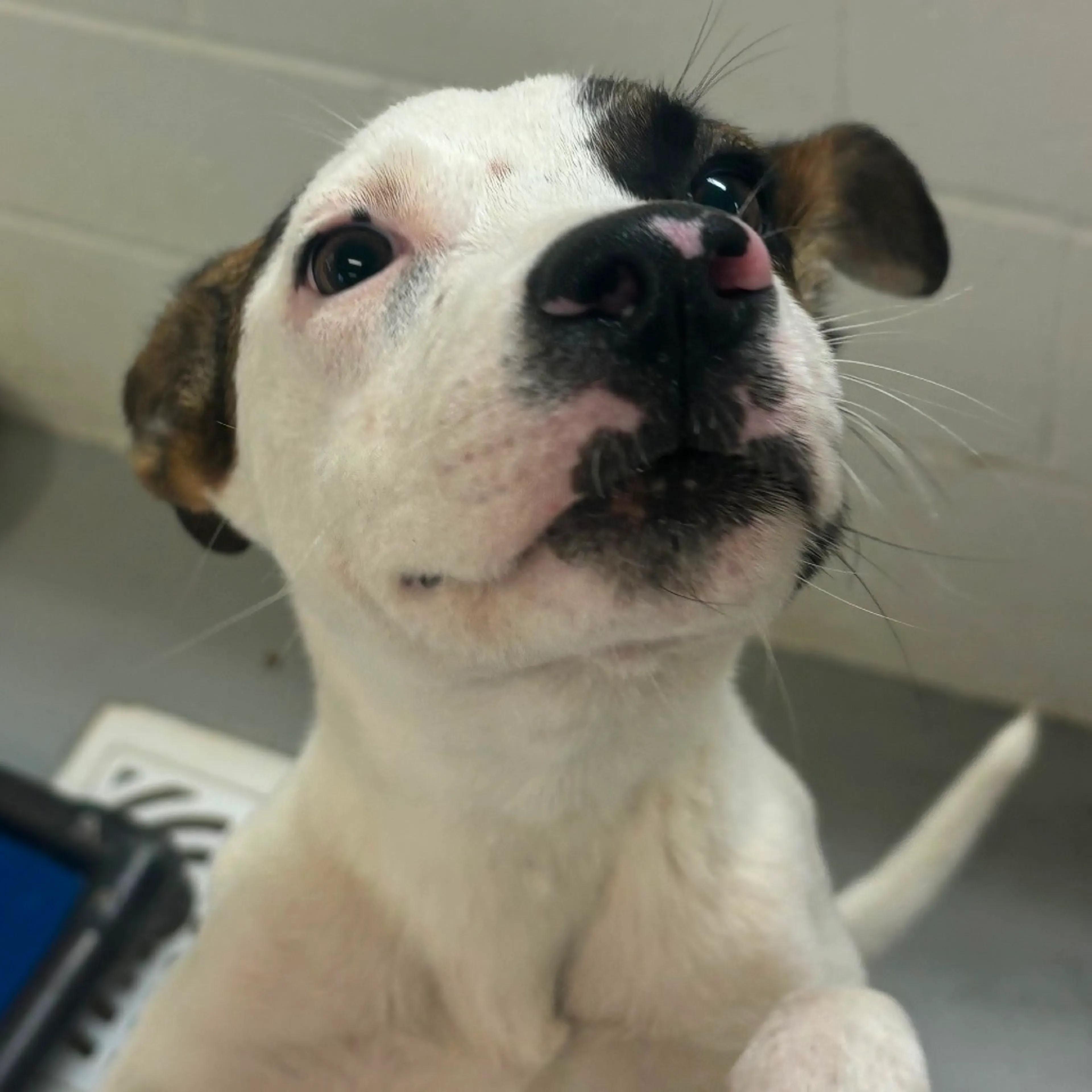 Found pet-1