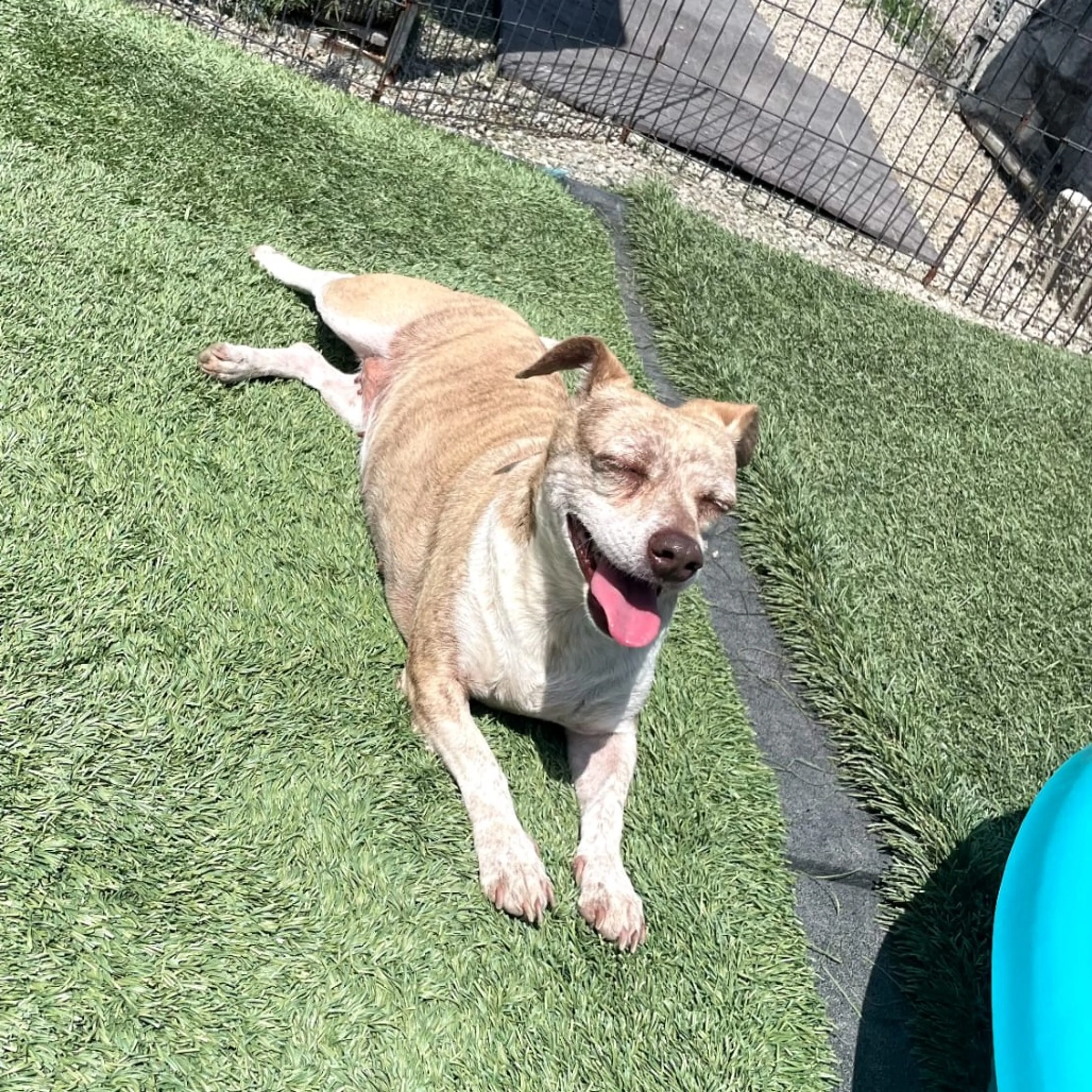 Found pet-13