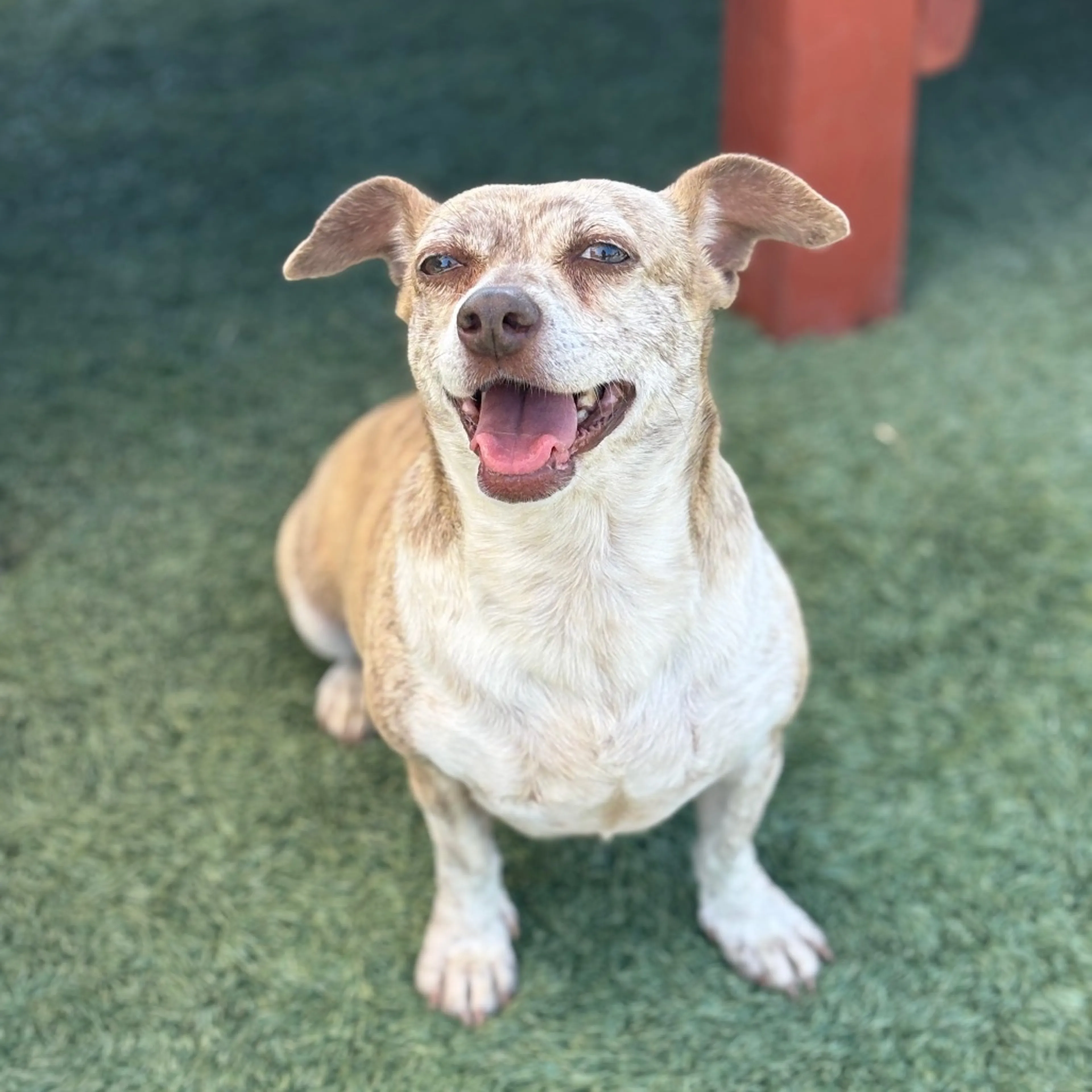 Found pet-11