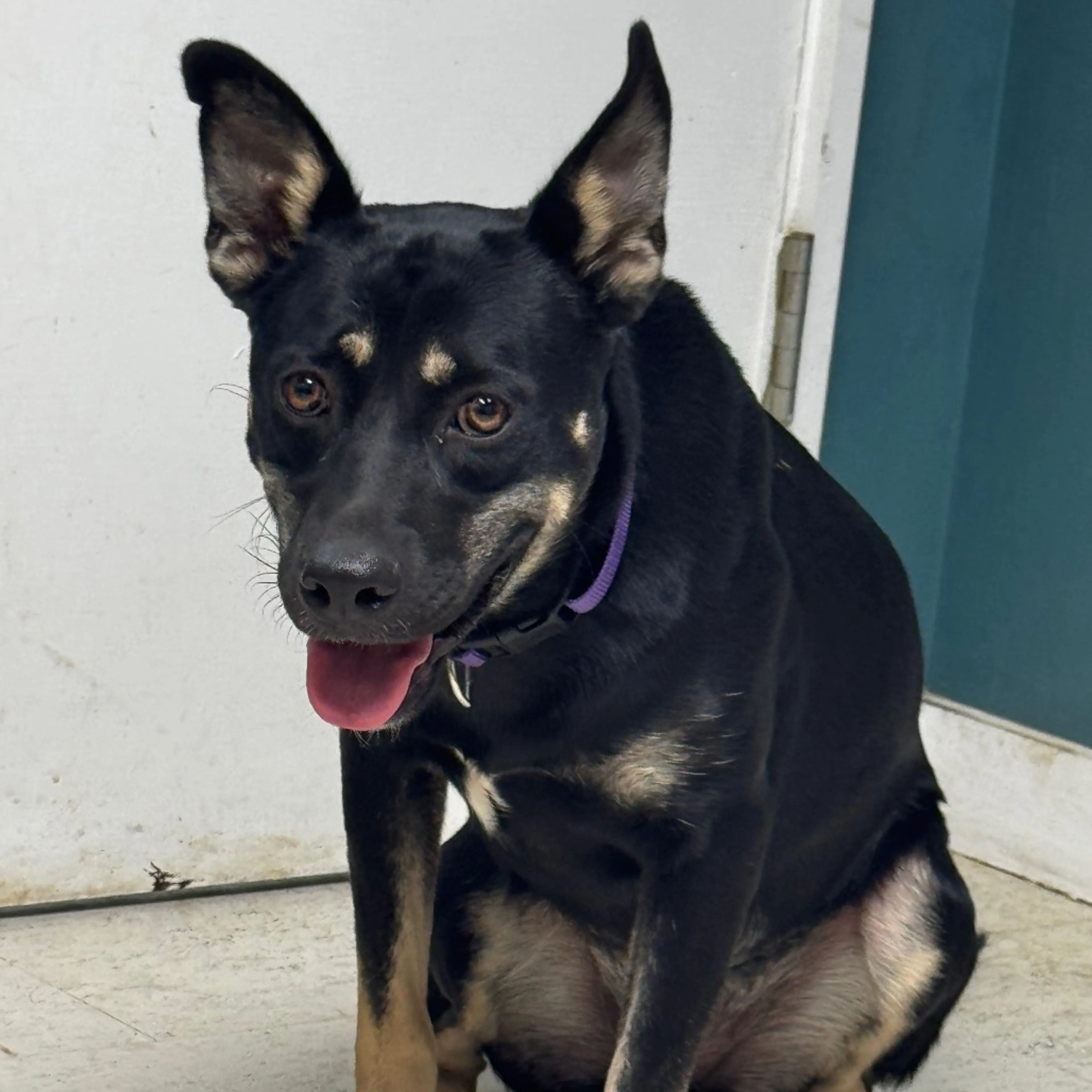 Found pet-3