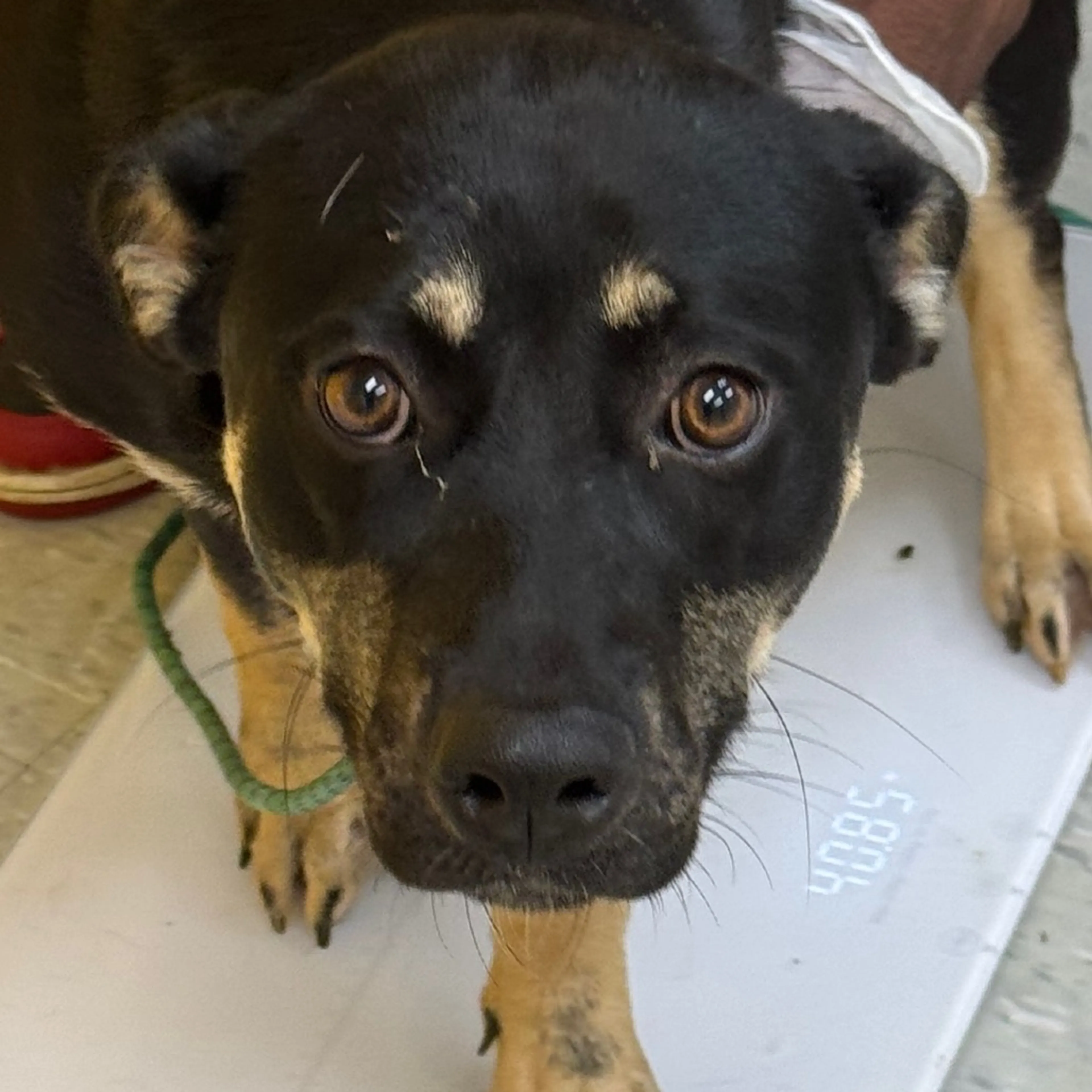Found pet-2