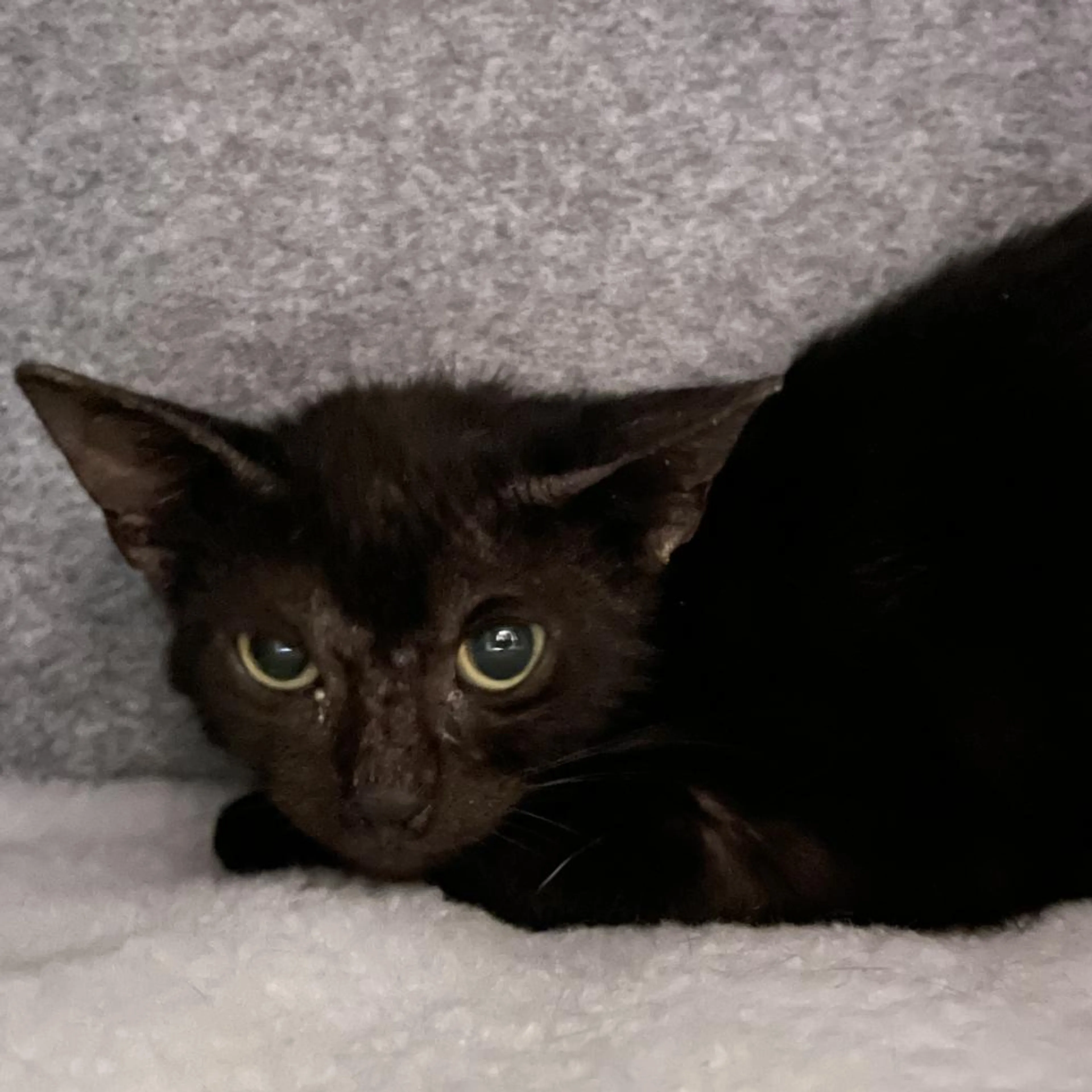 Found pet-1