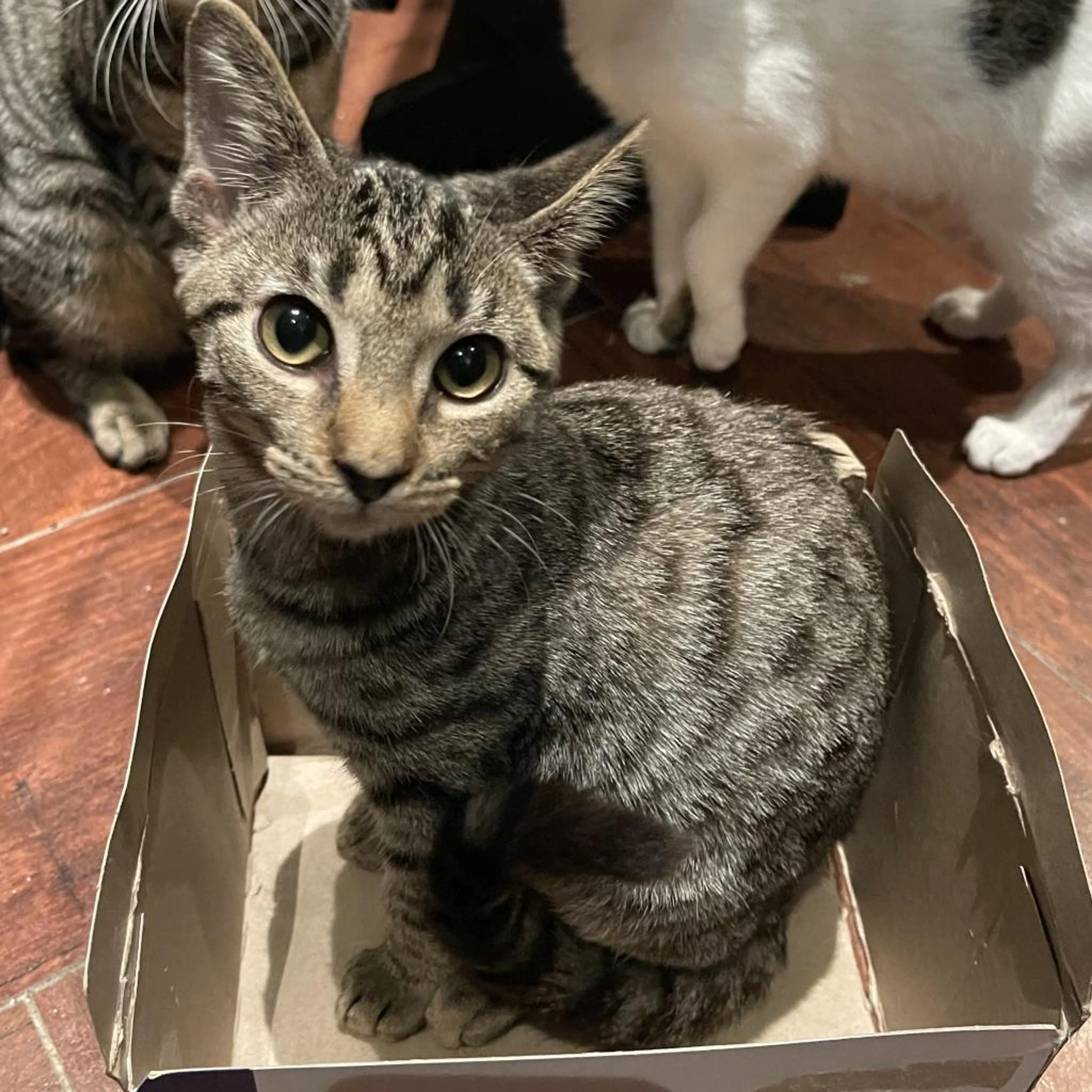 Found pet-1