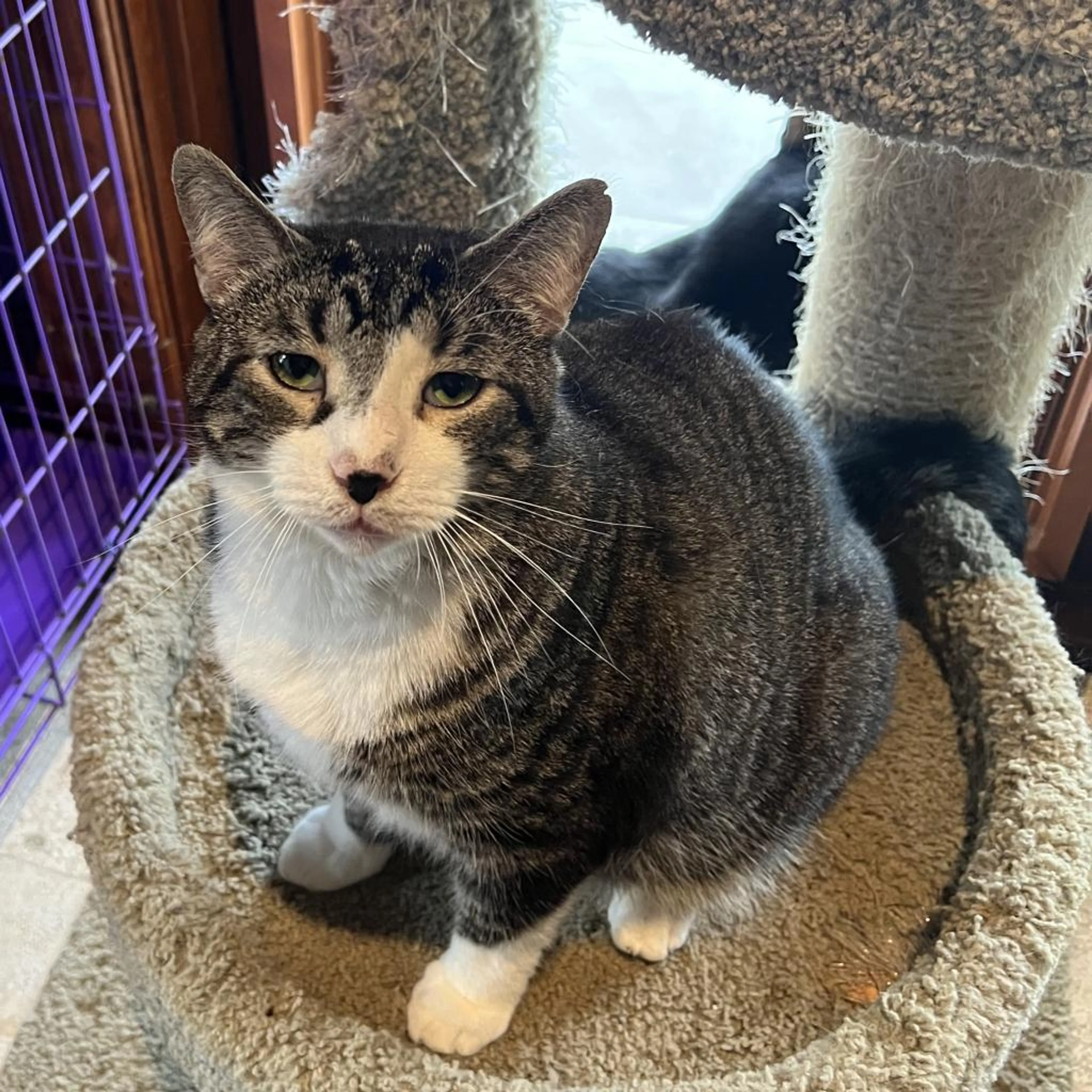Found pet-1