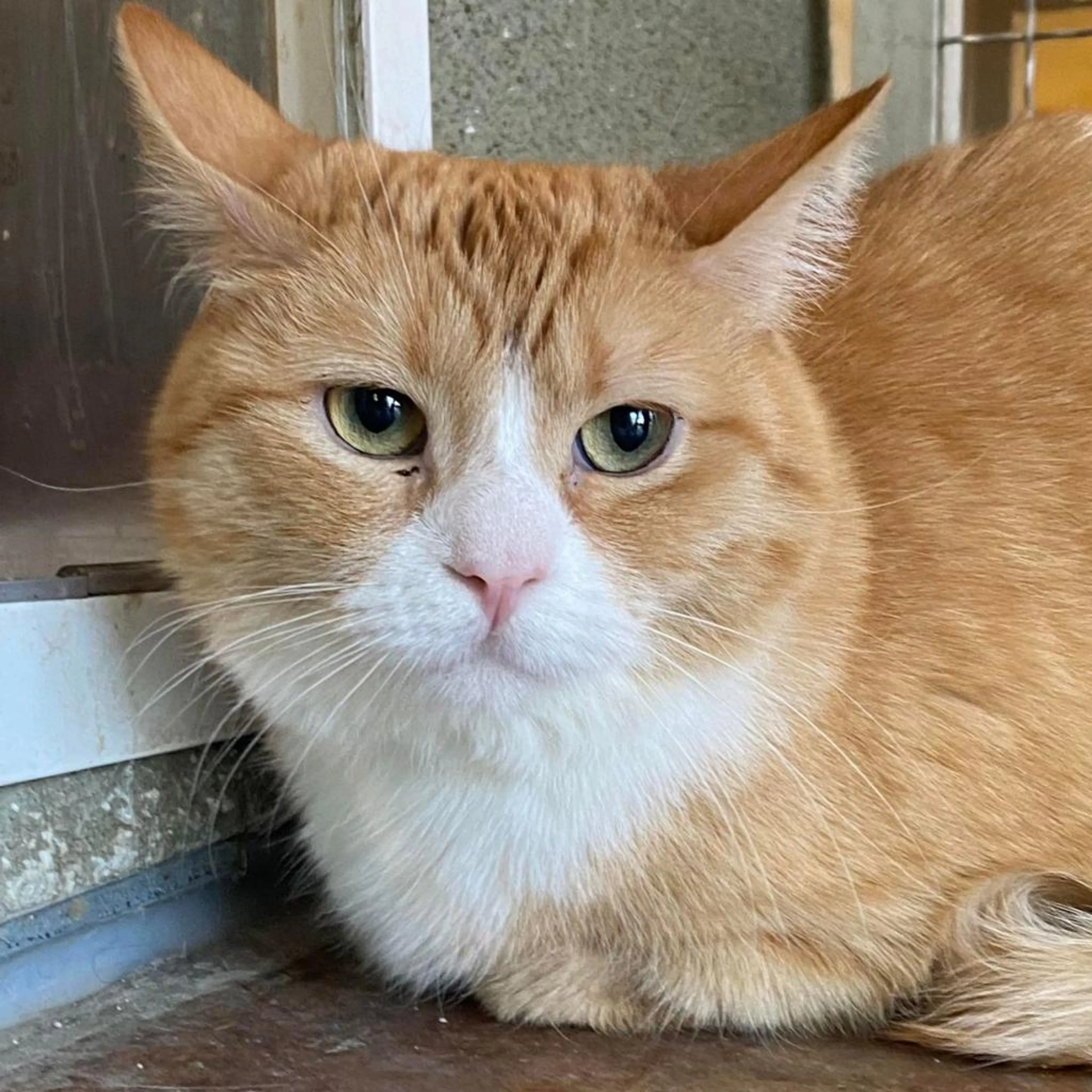 Found pet-2