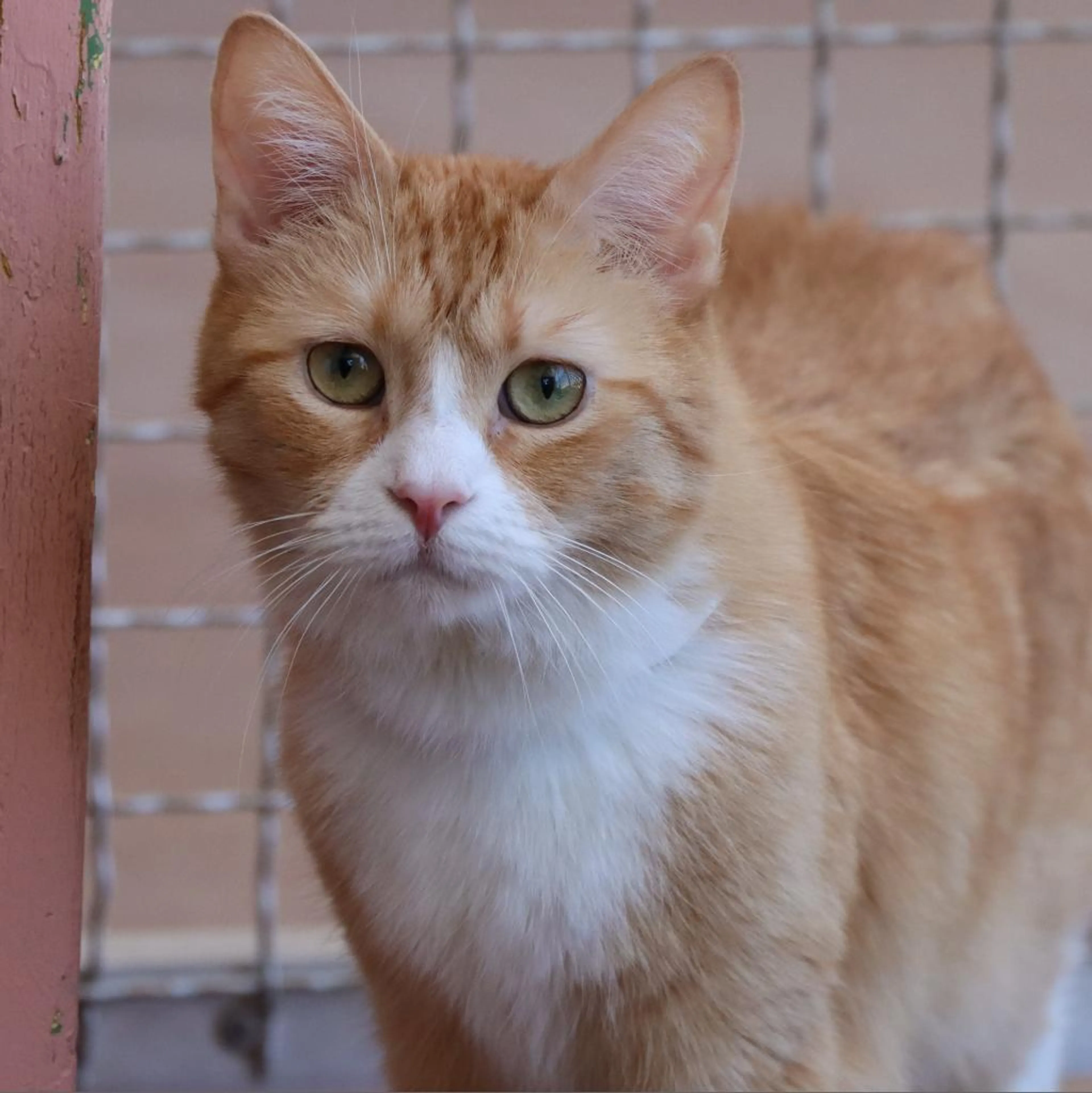 Found pet-1