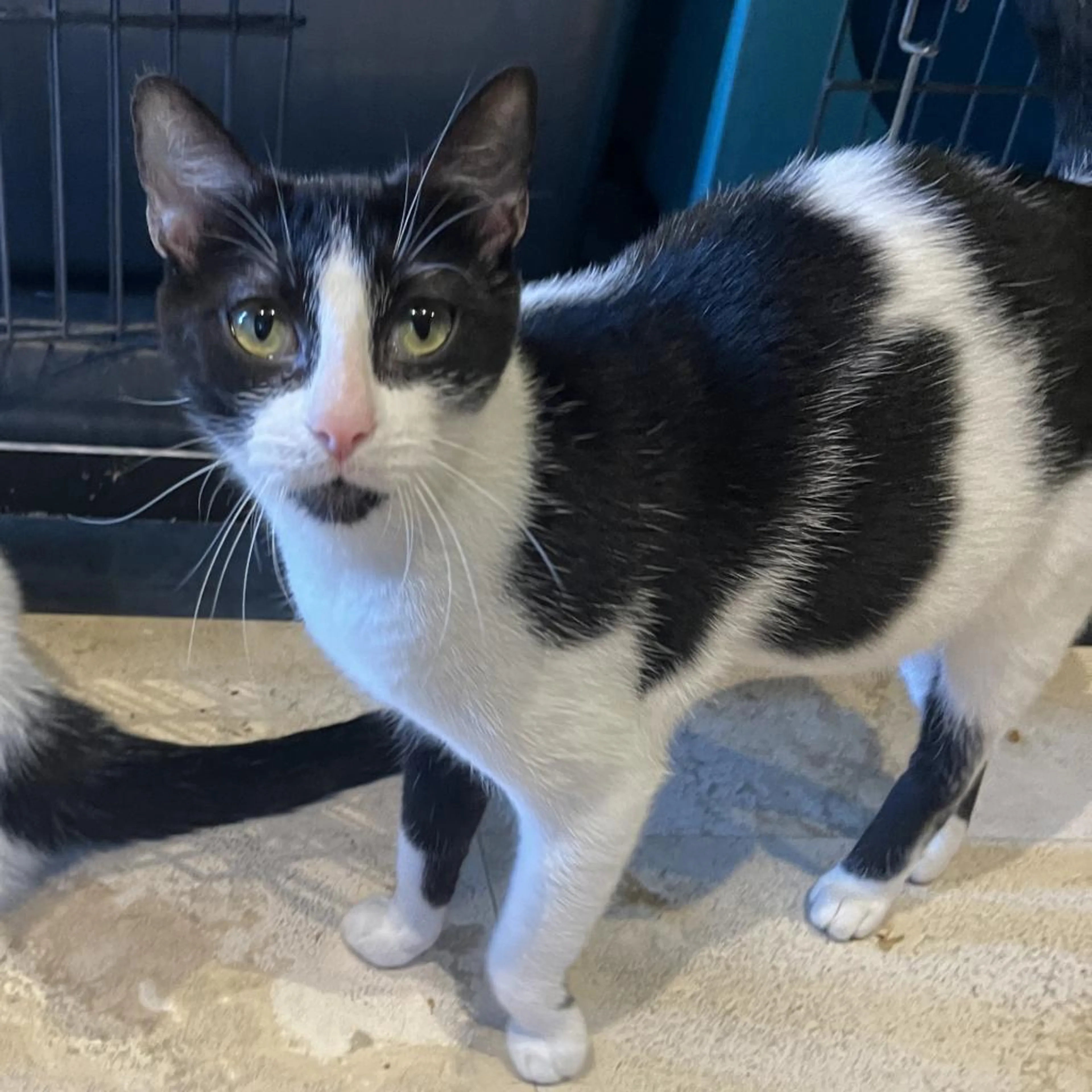 Found pet-1