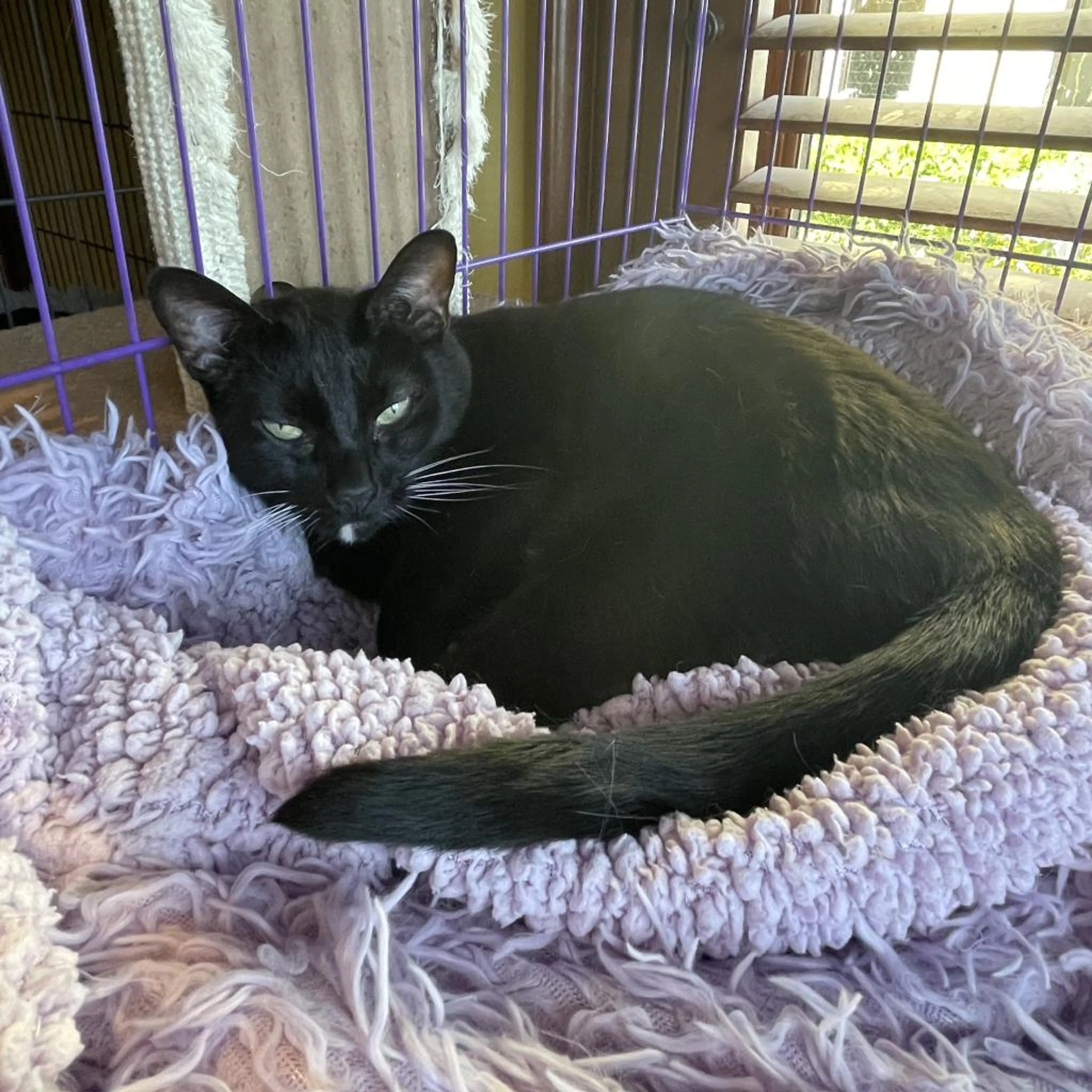 Found pet-1
