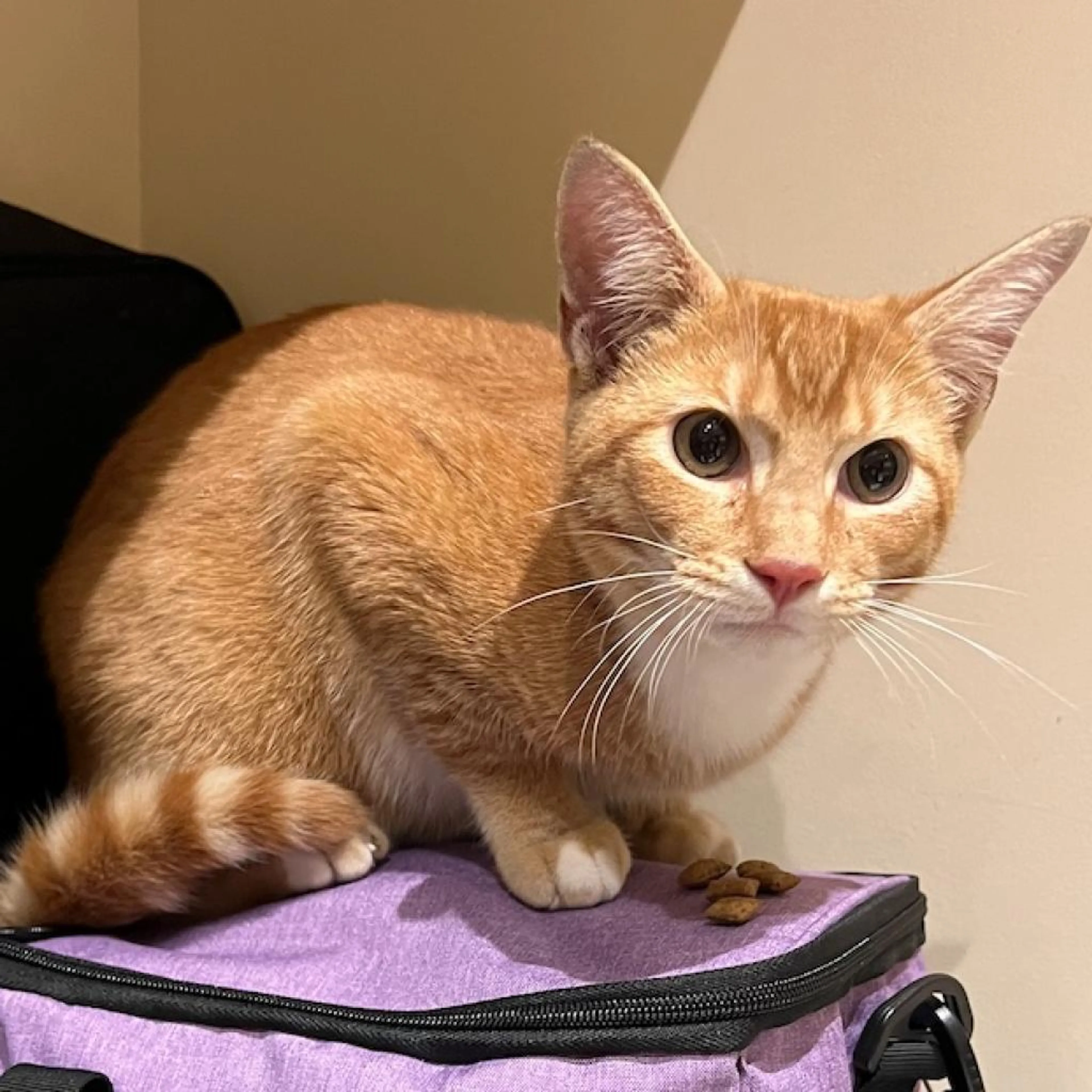 Found pet-1