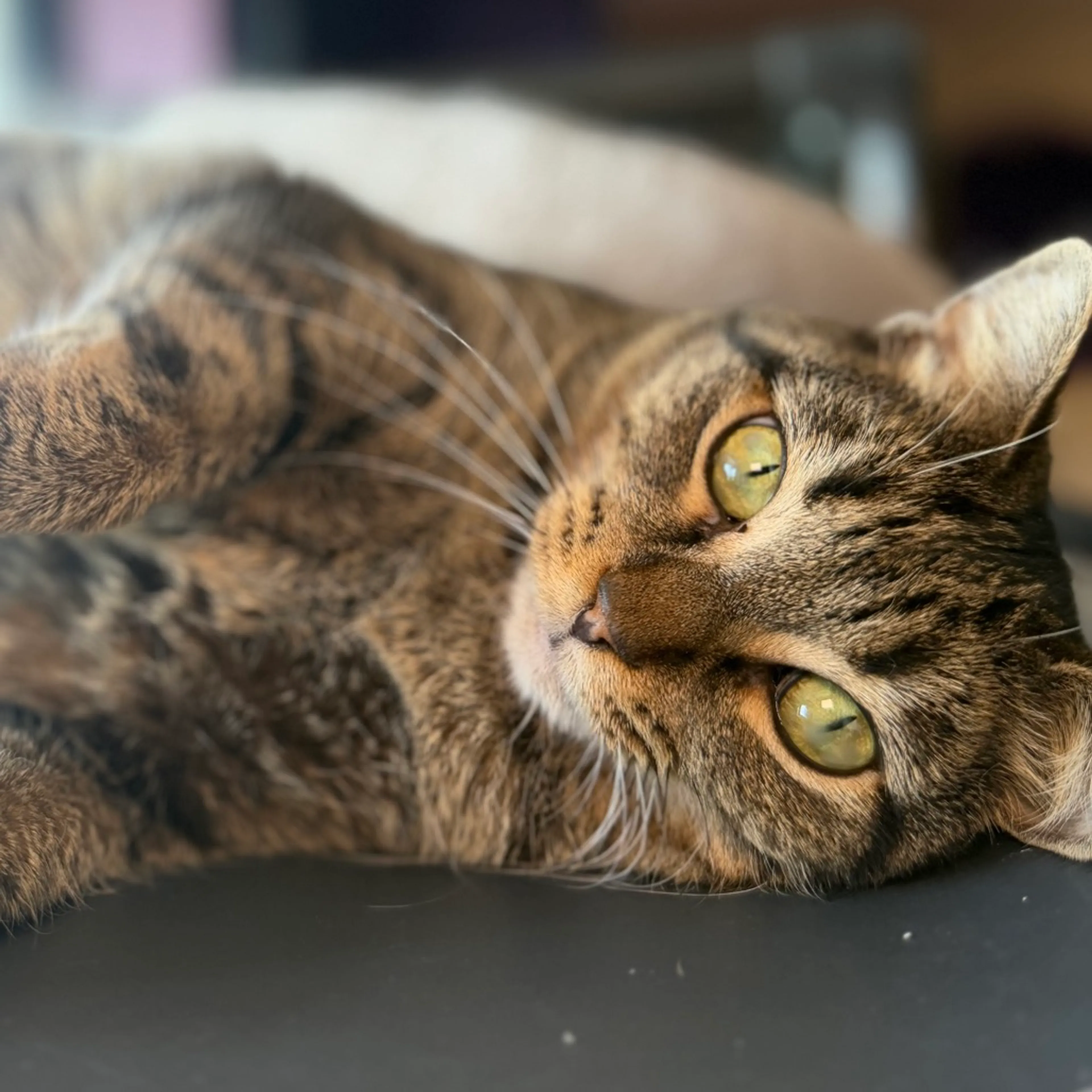 Found pet-0