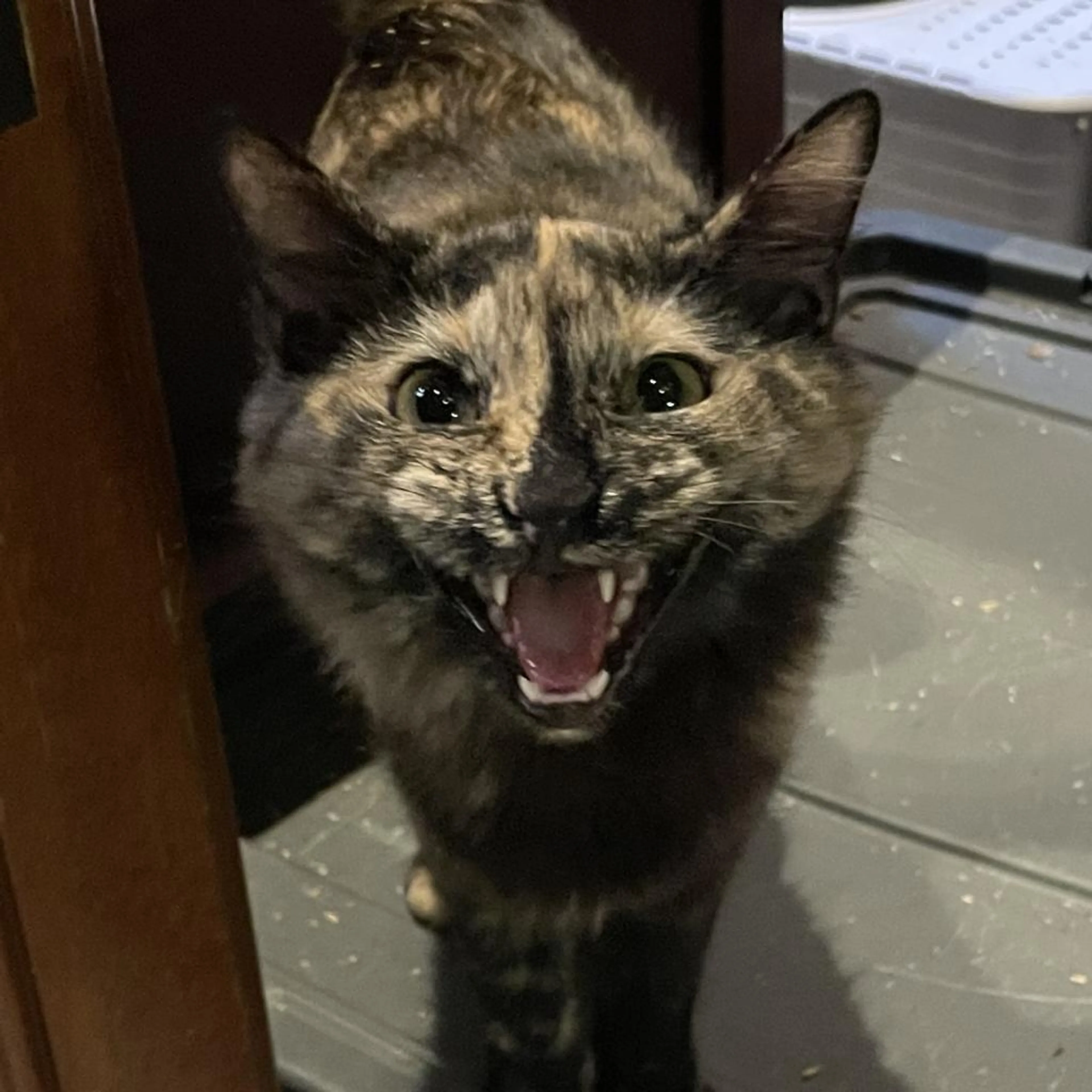 Found pet-1