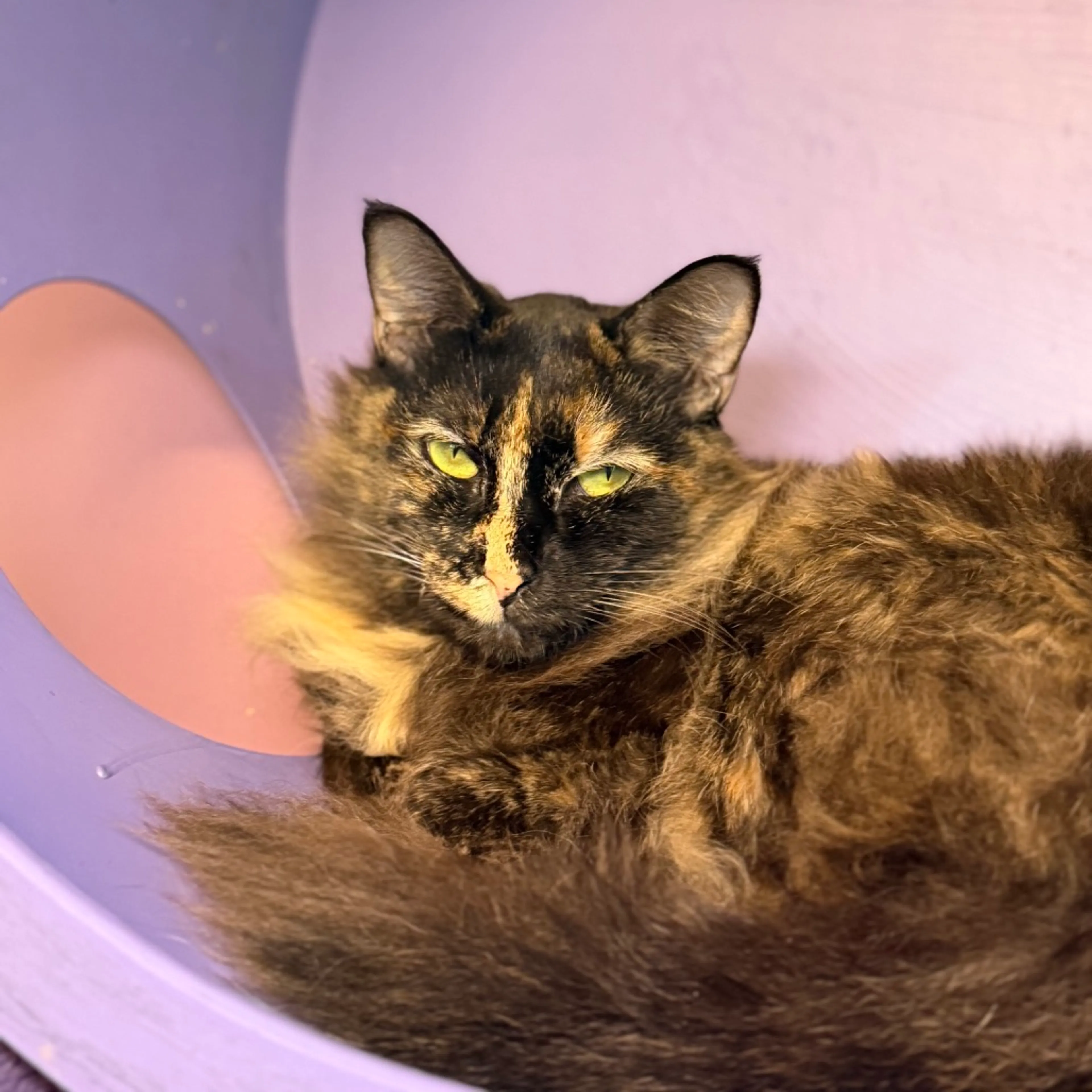 Found pet-0