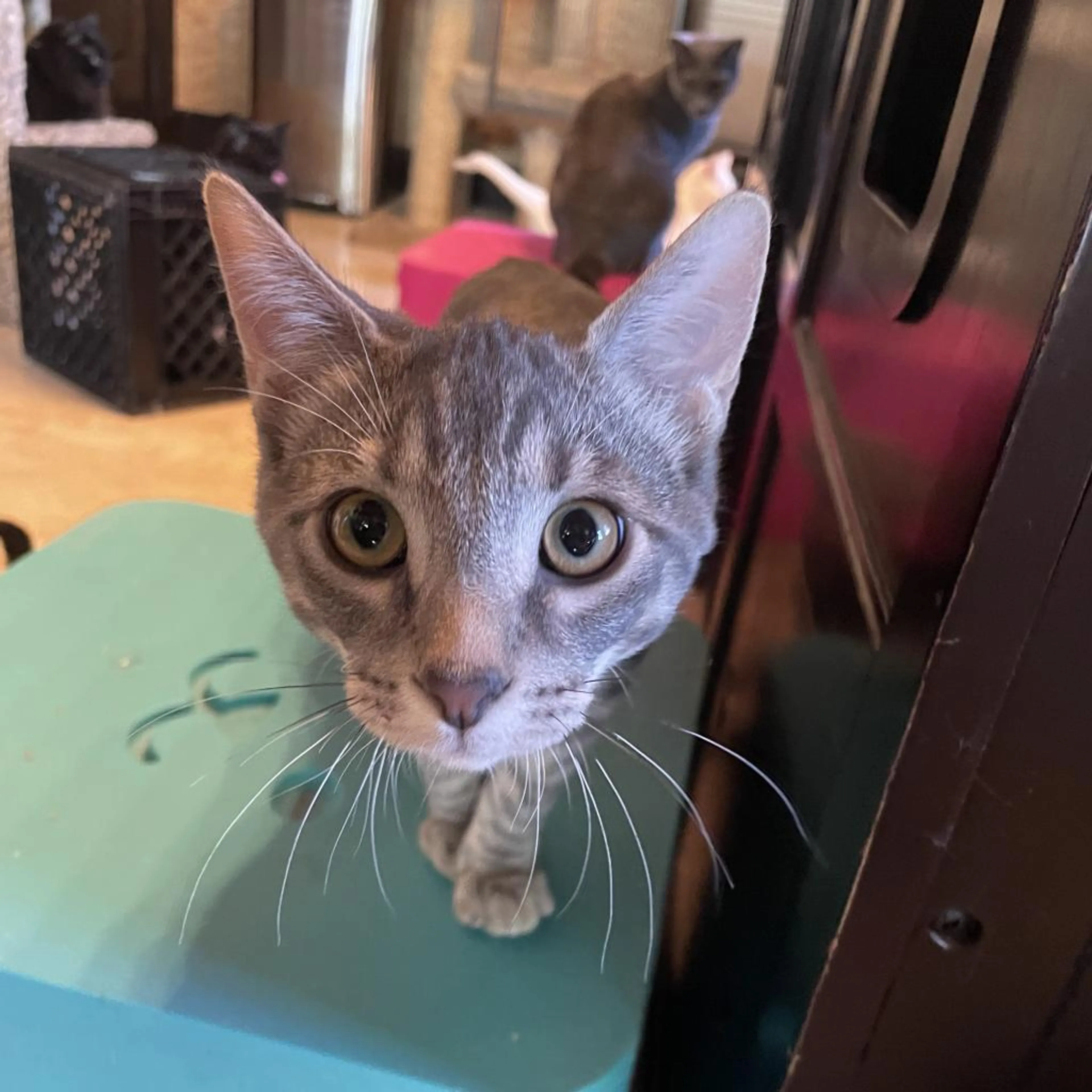 Found pet-1