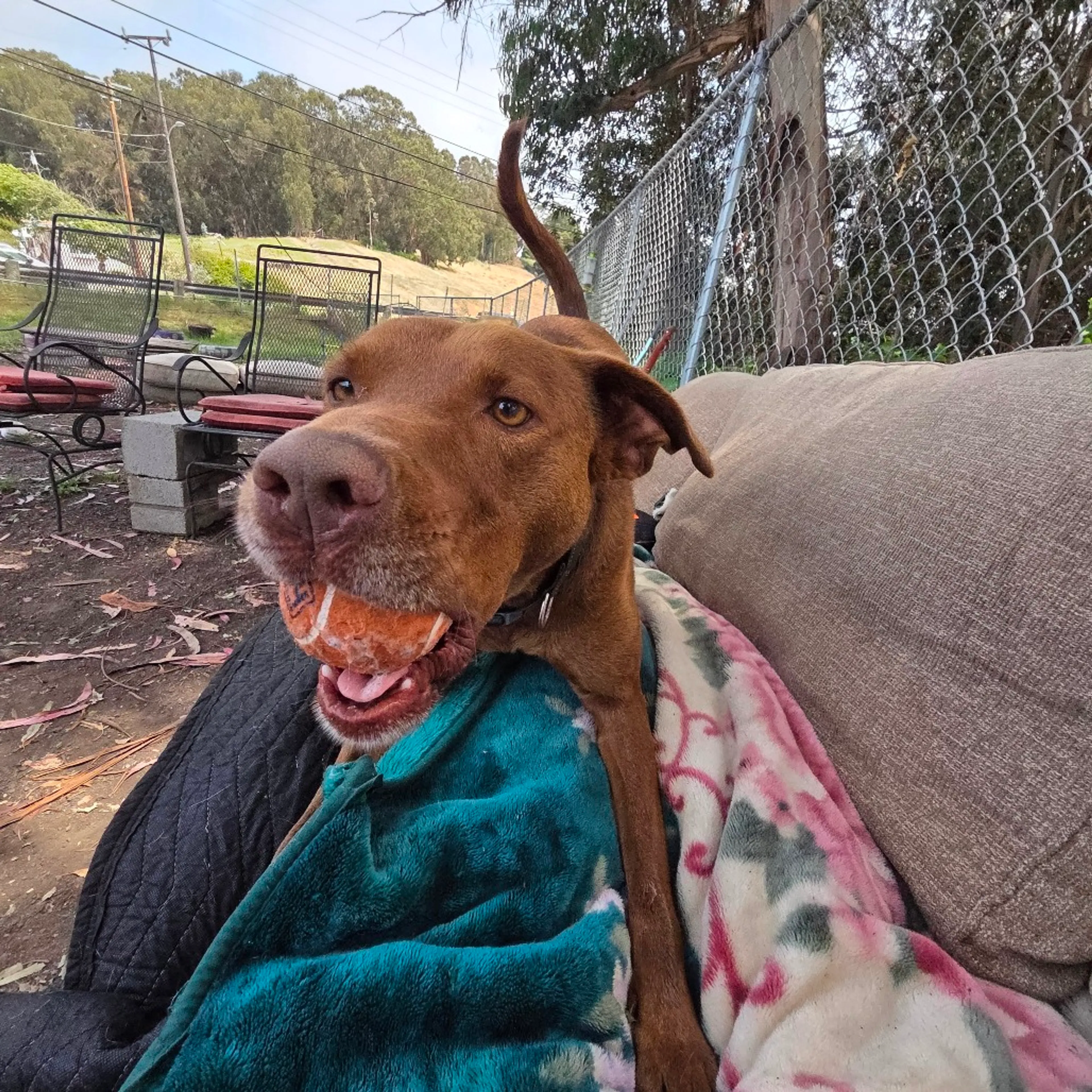Found pet-17