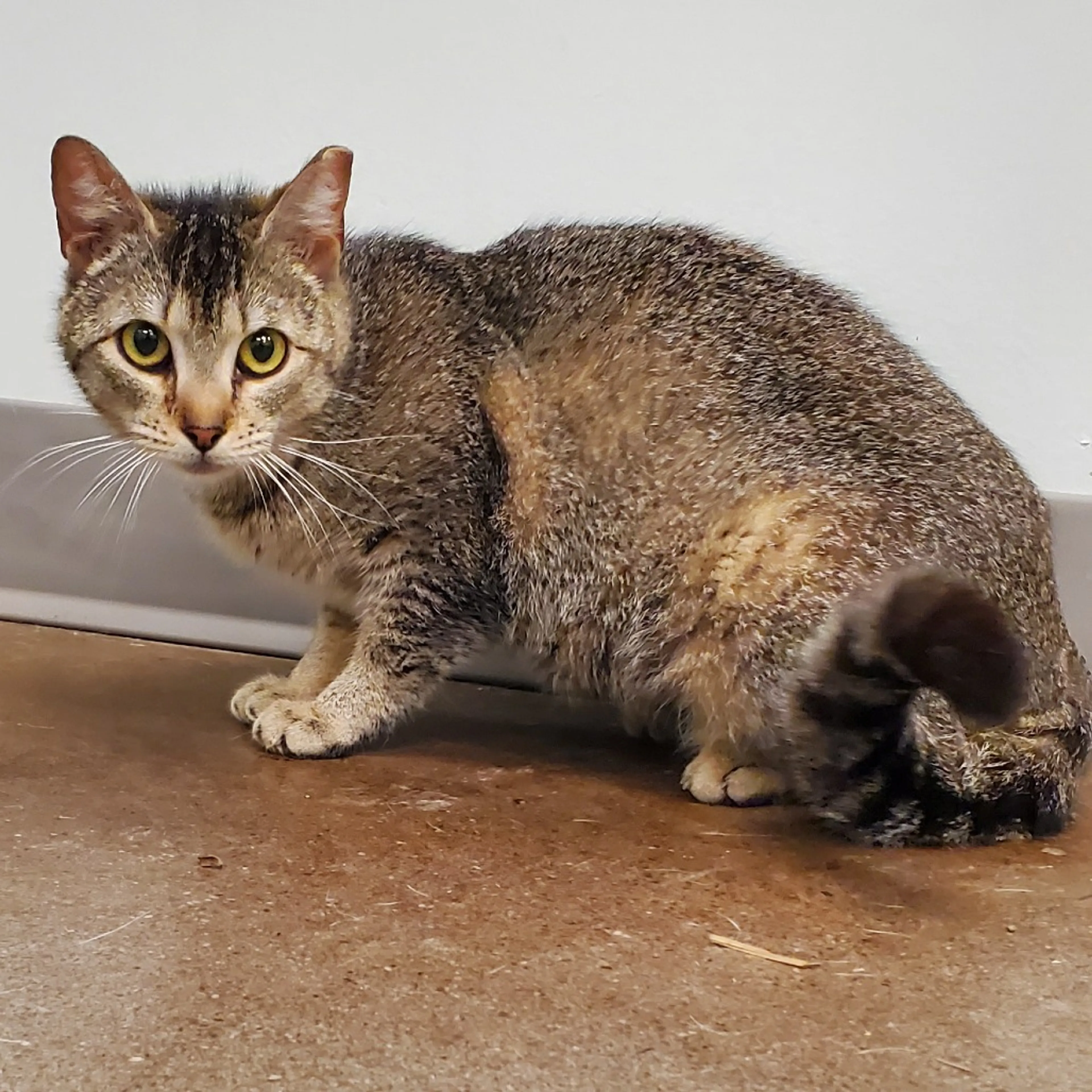 Found pet