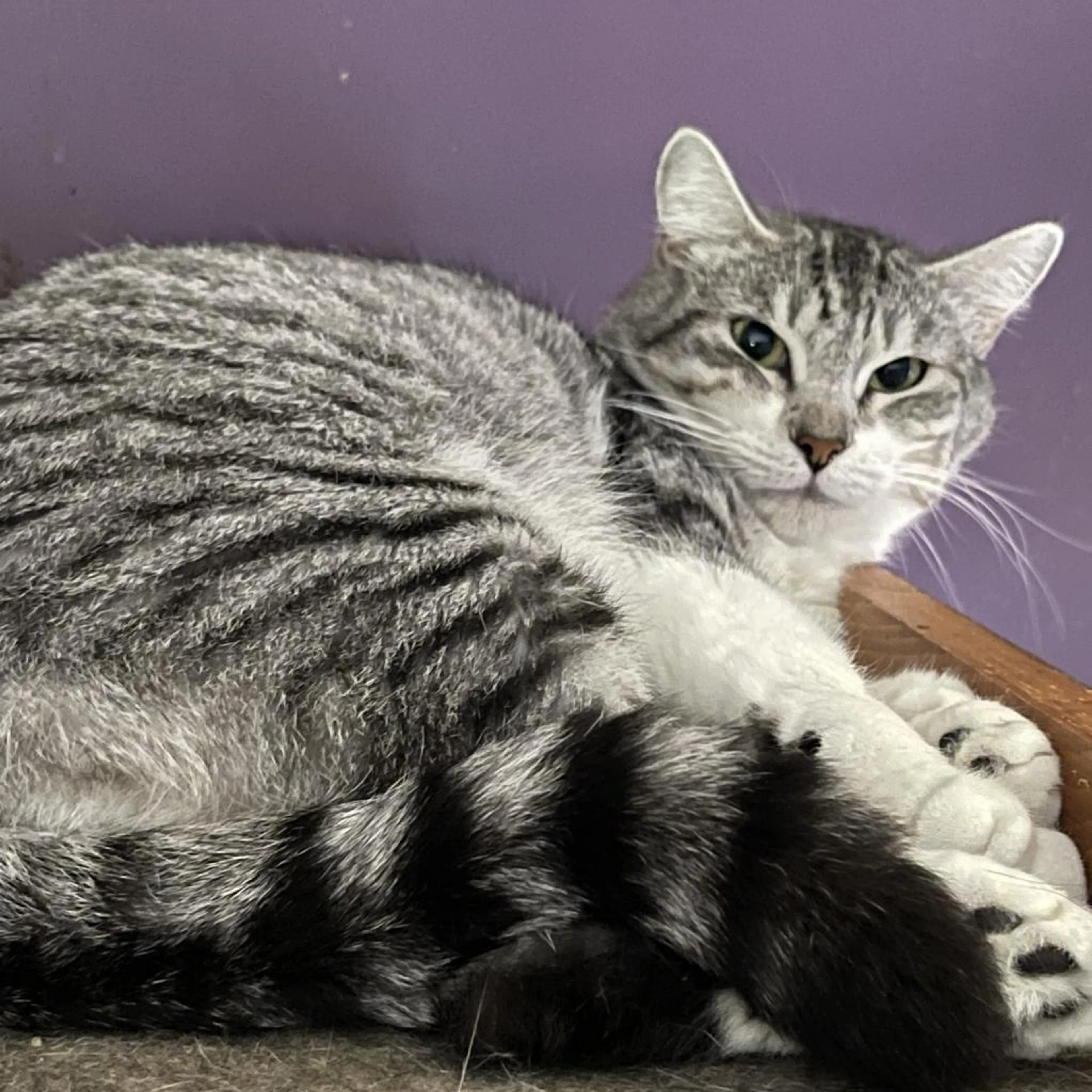 Found pet-1