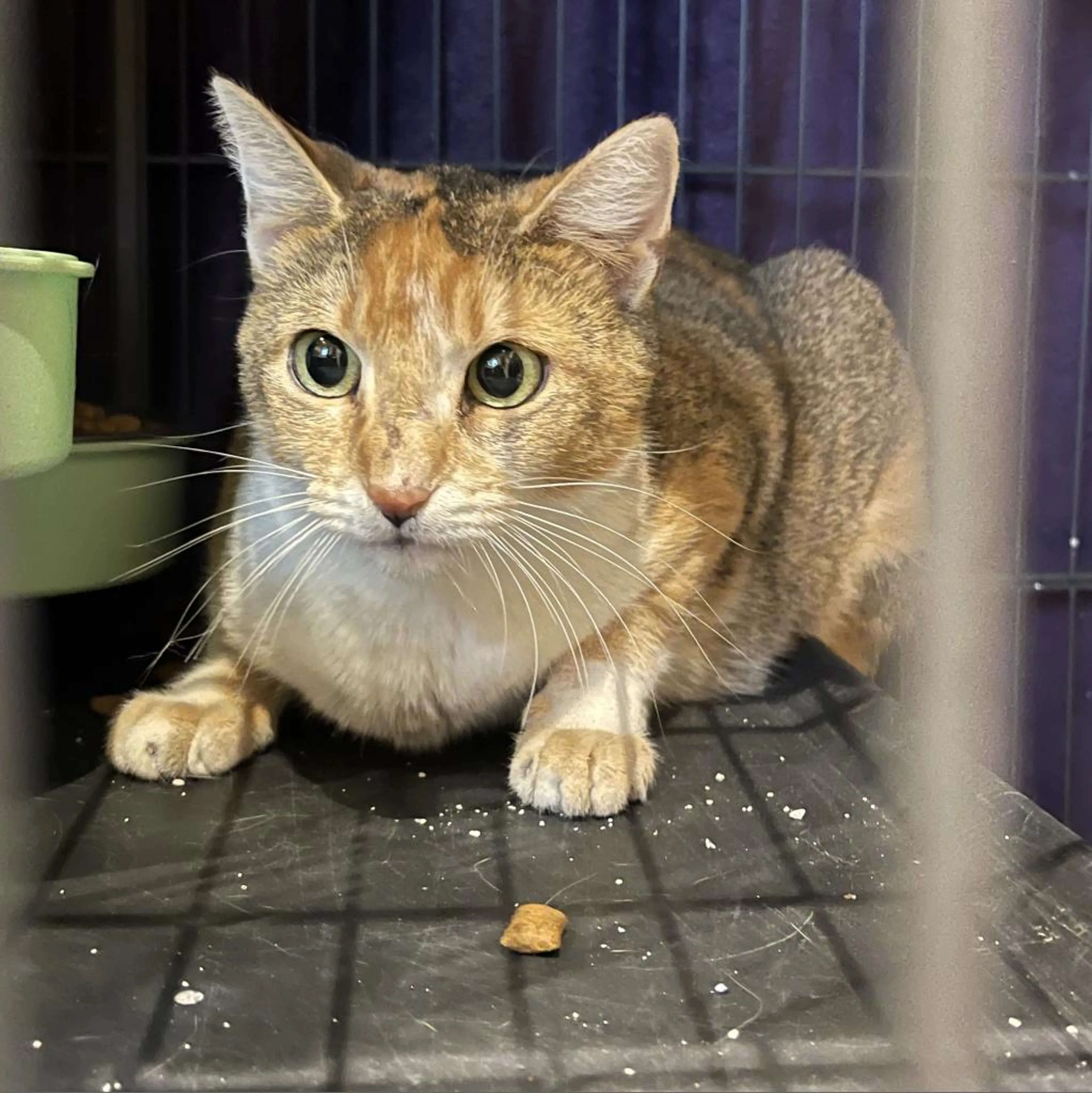 Found pet-1