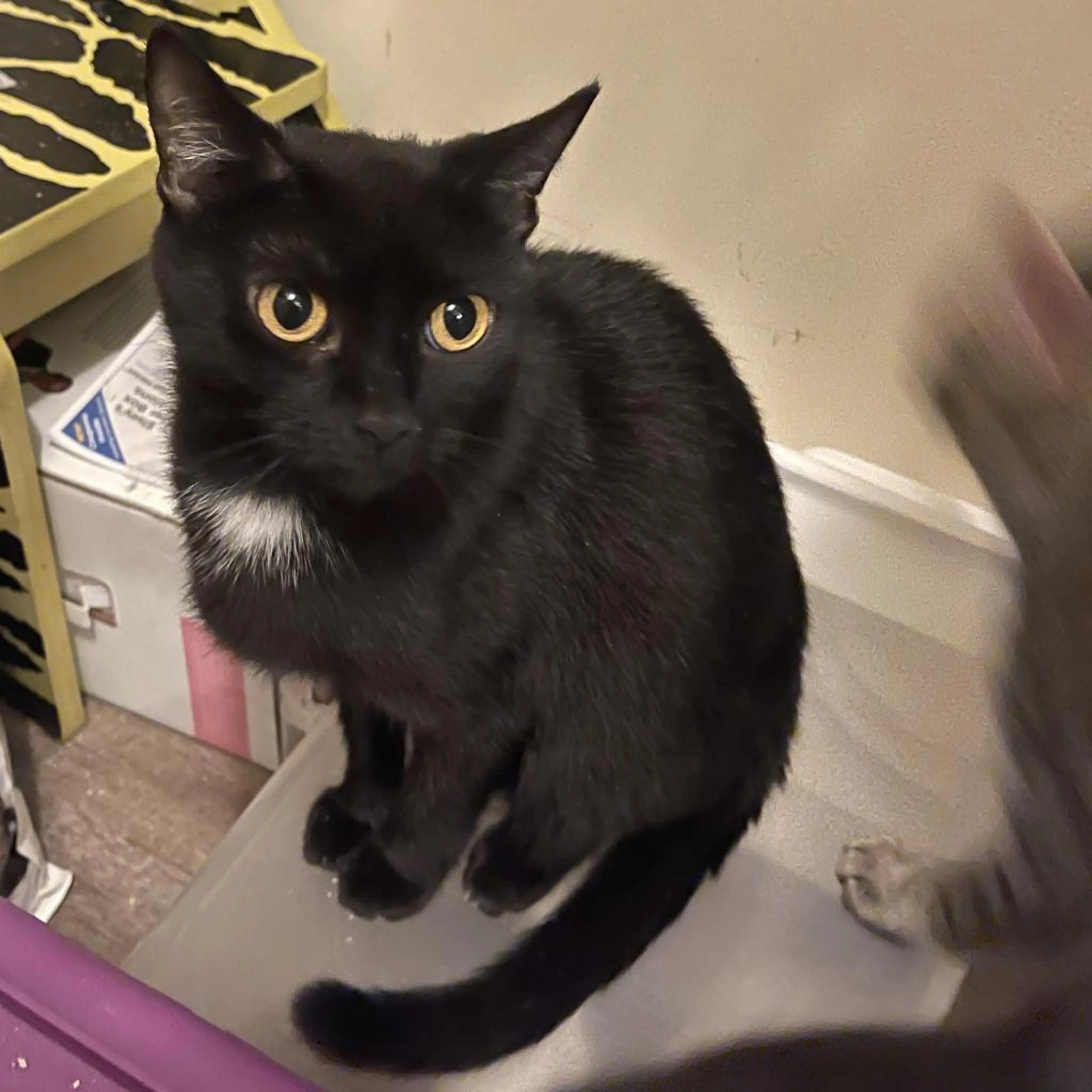 Found pet-1