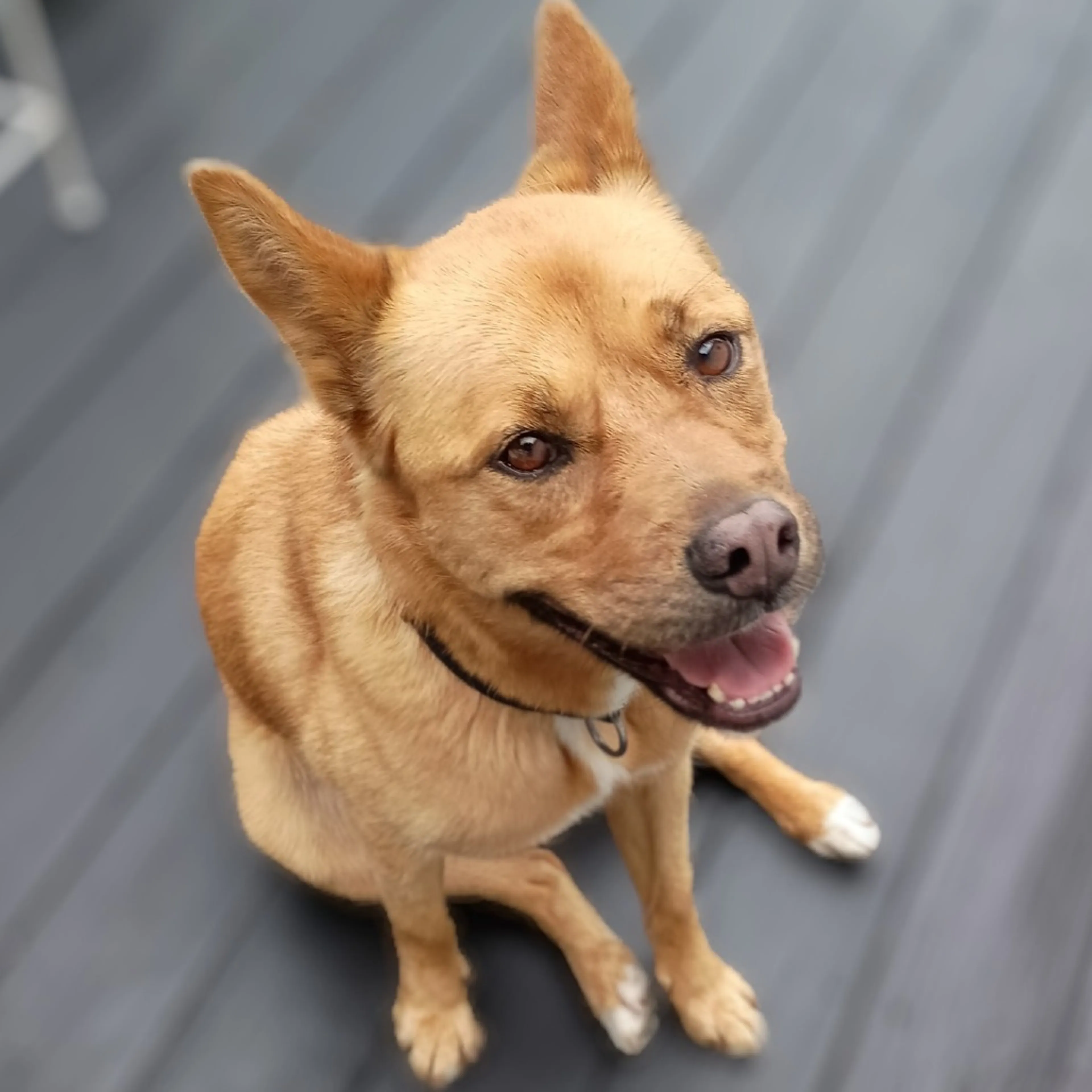 Found pet-6
