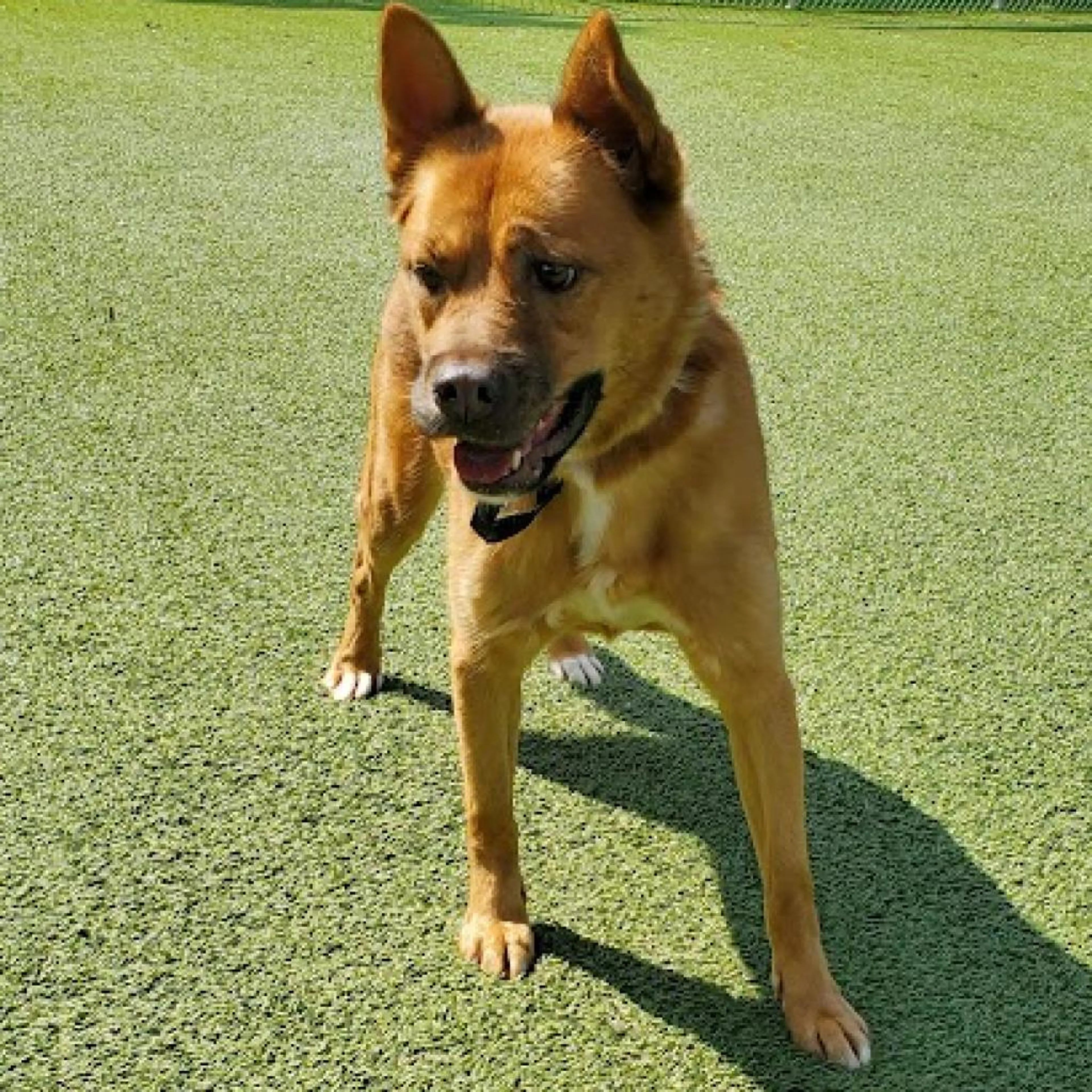 Found pet-3