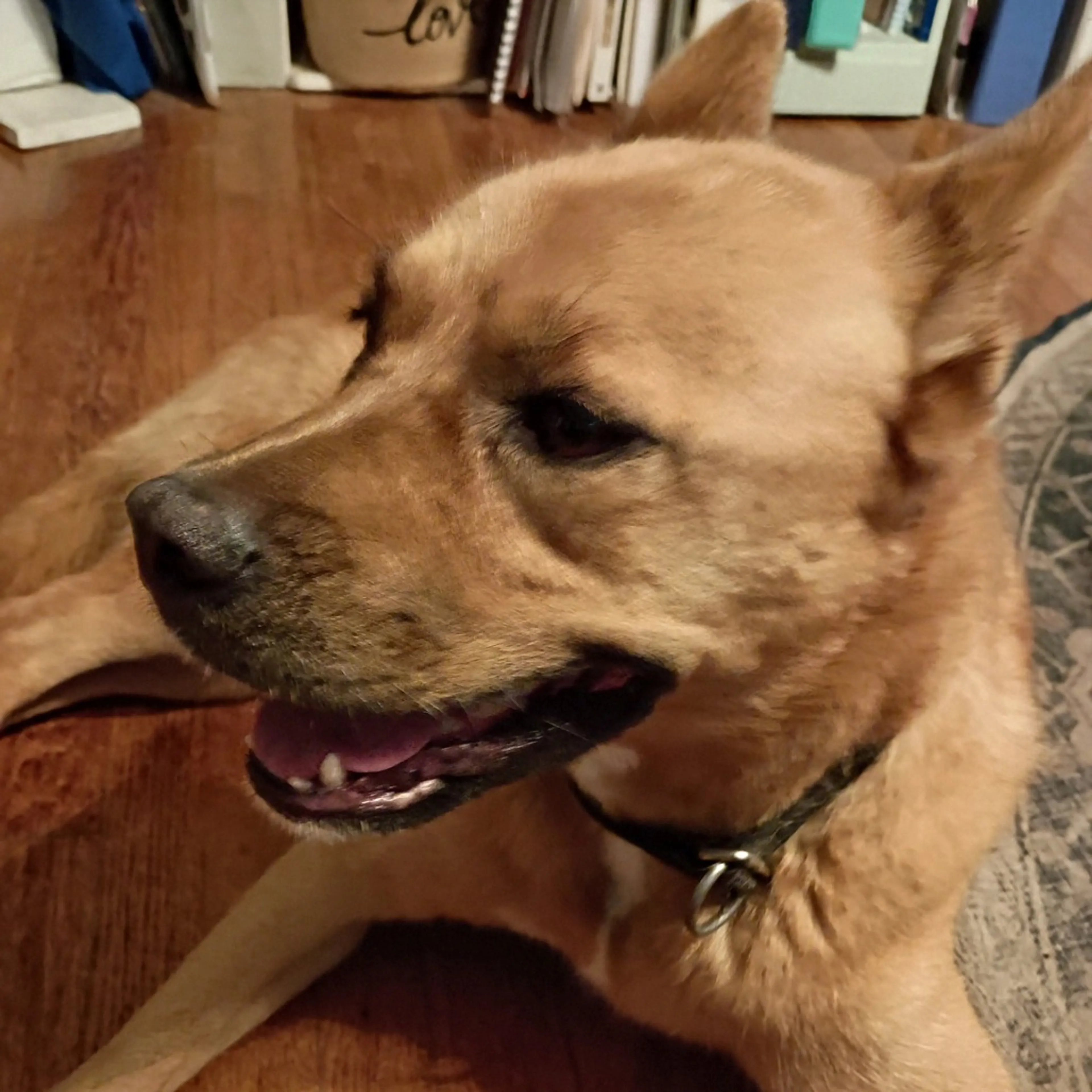 Found pet-7