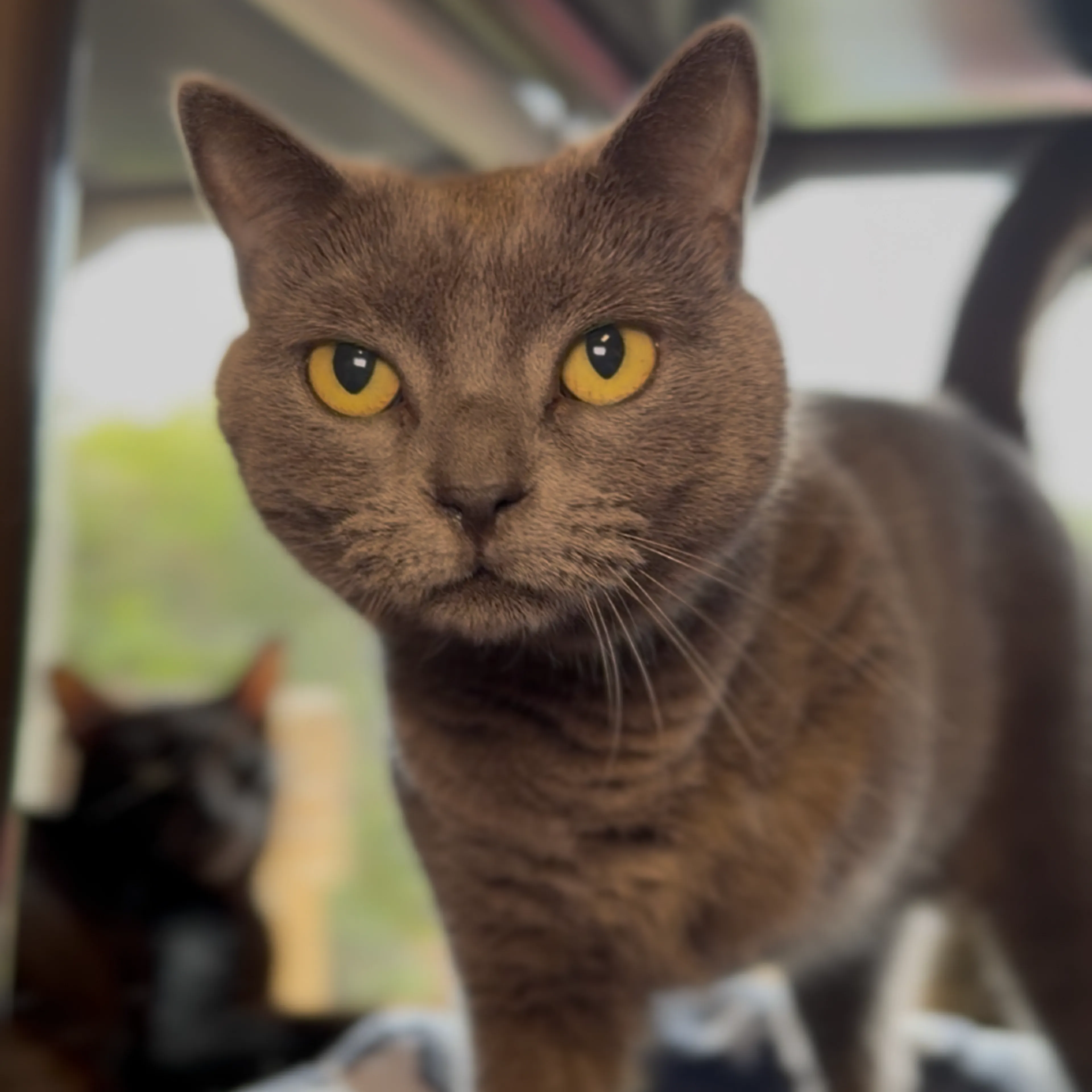 Found pet-0
