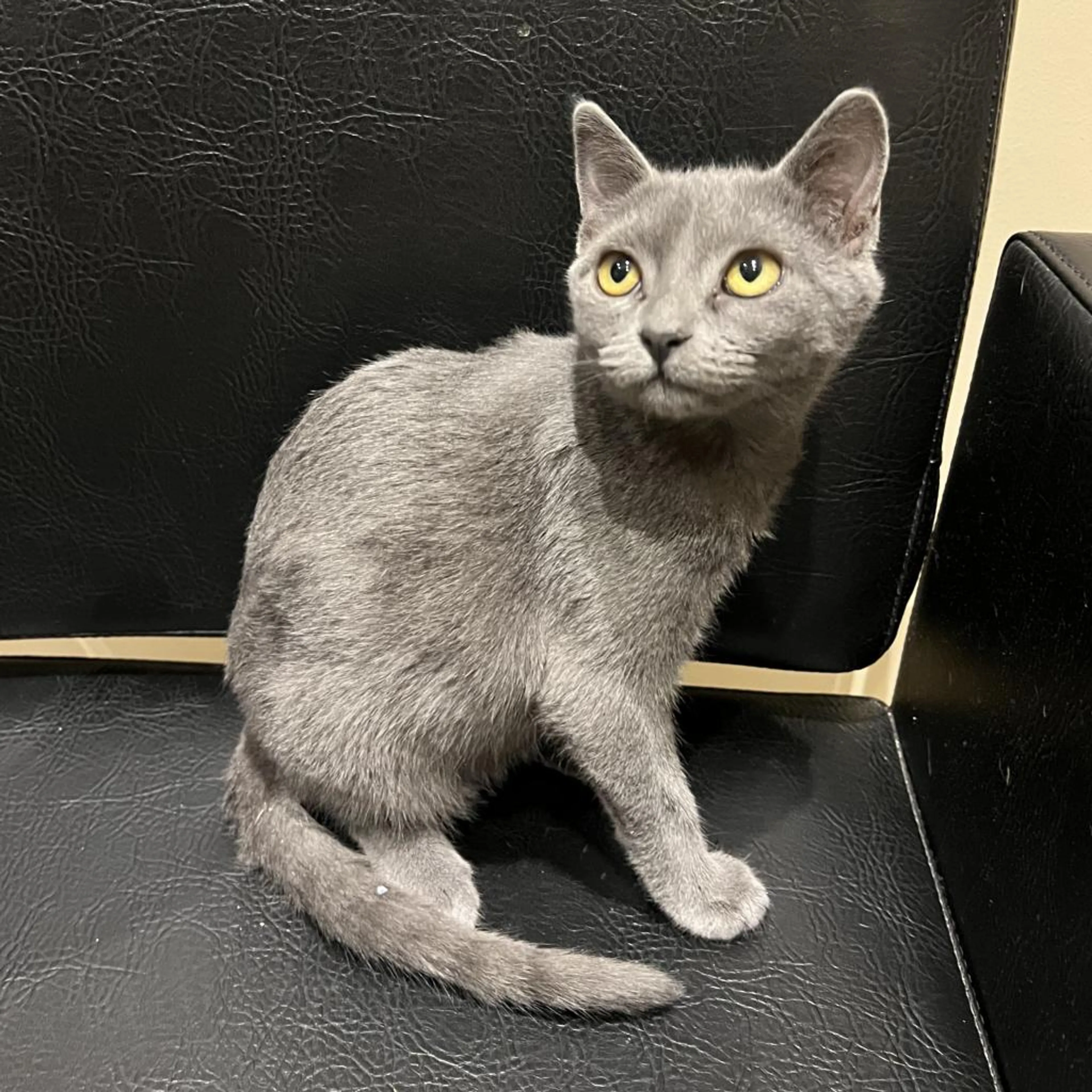 Found pet-1