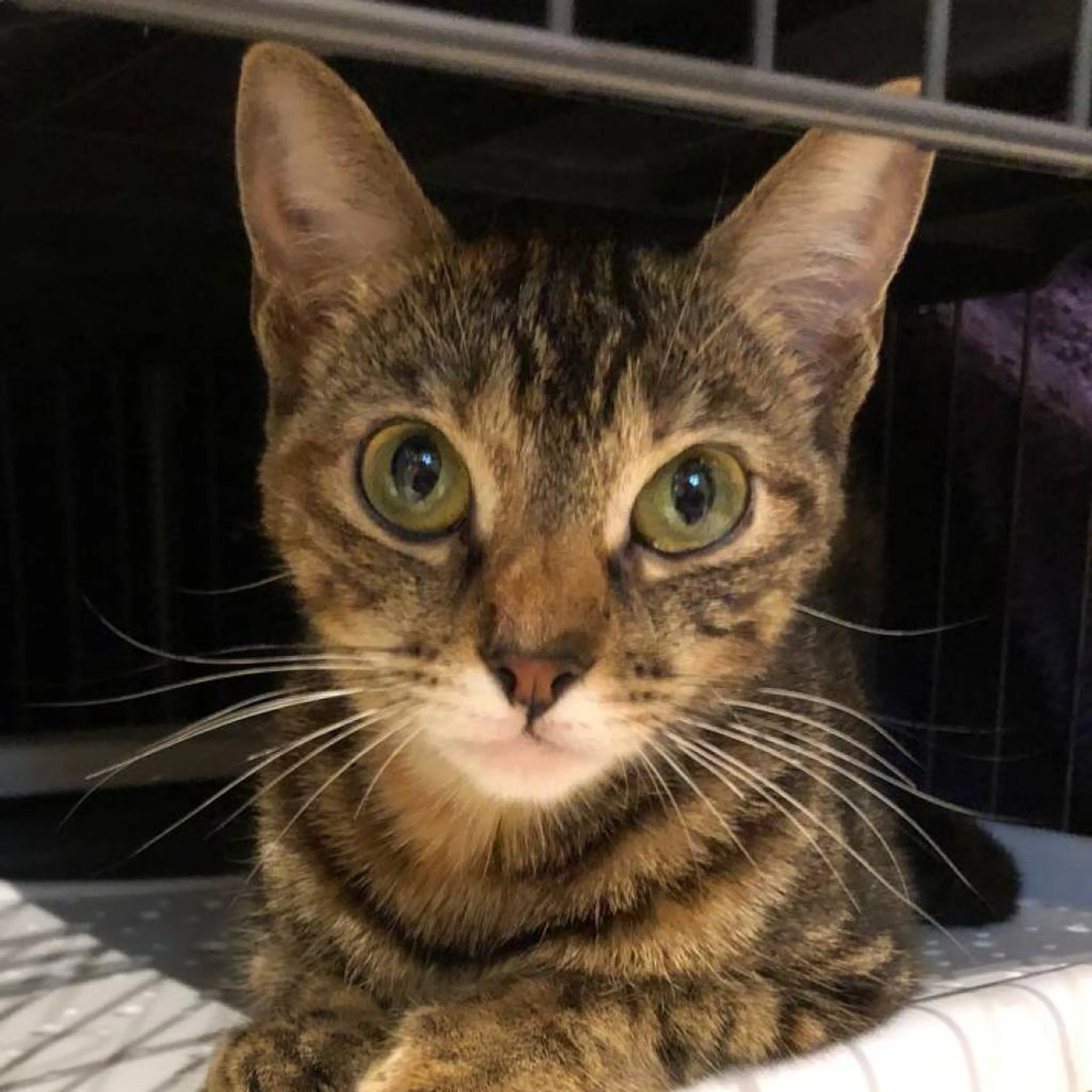 Found pet-1