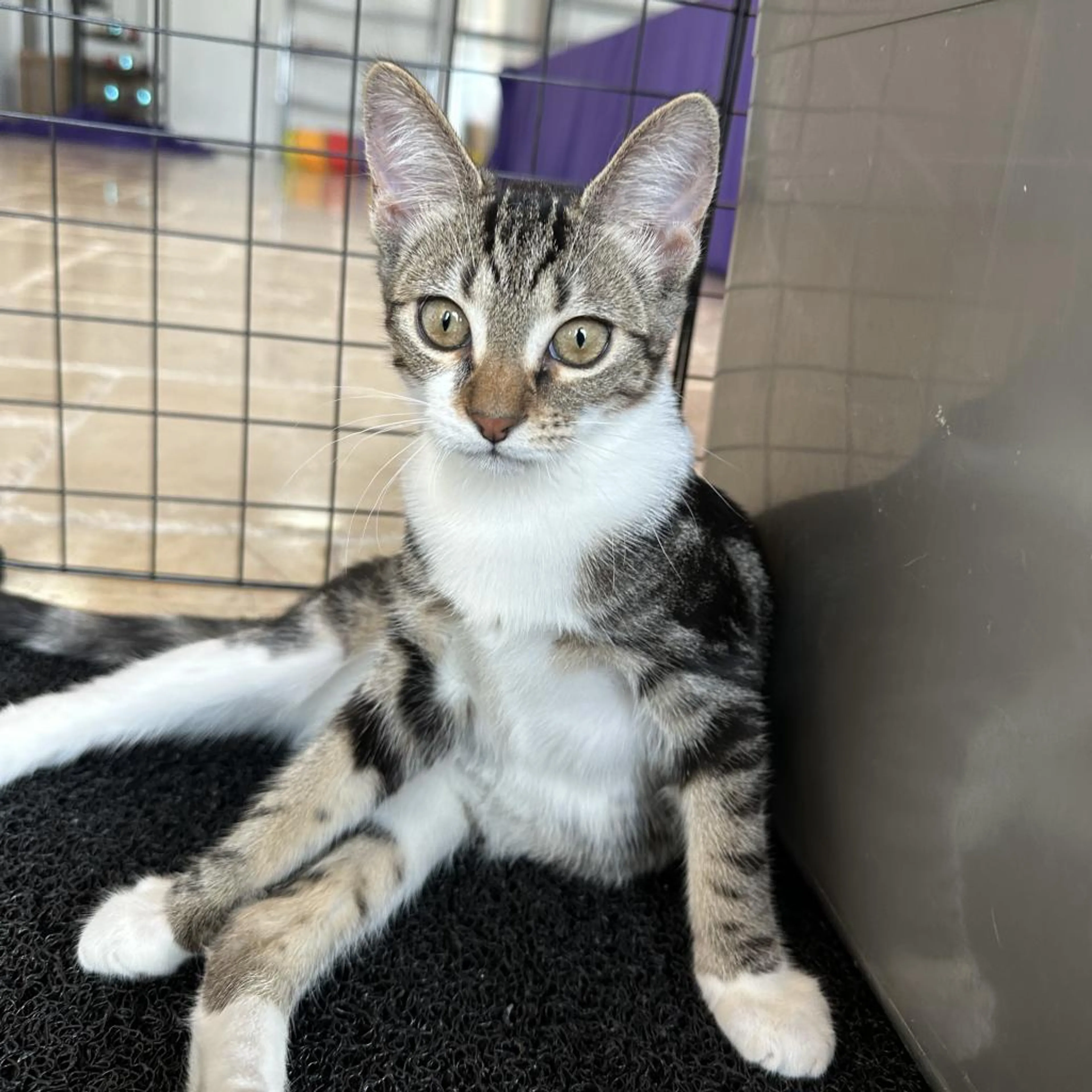 Found pet-1