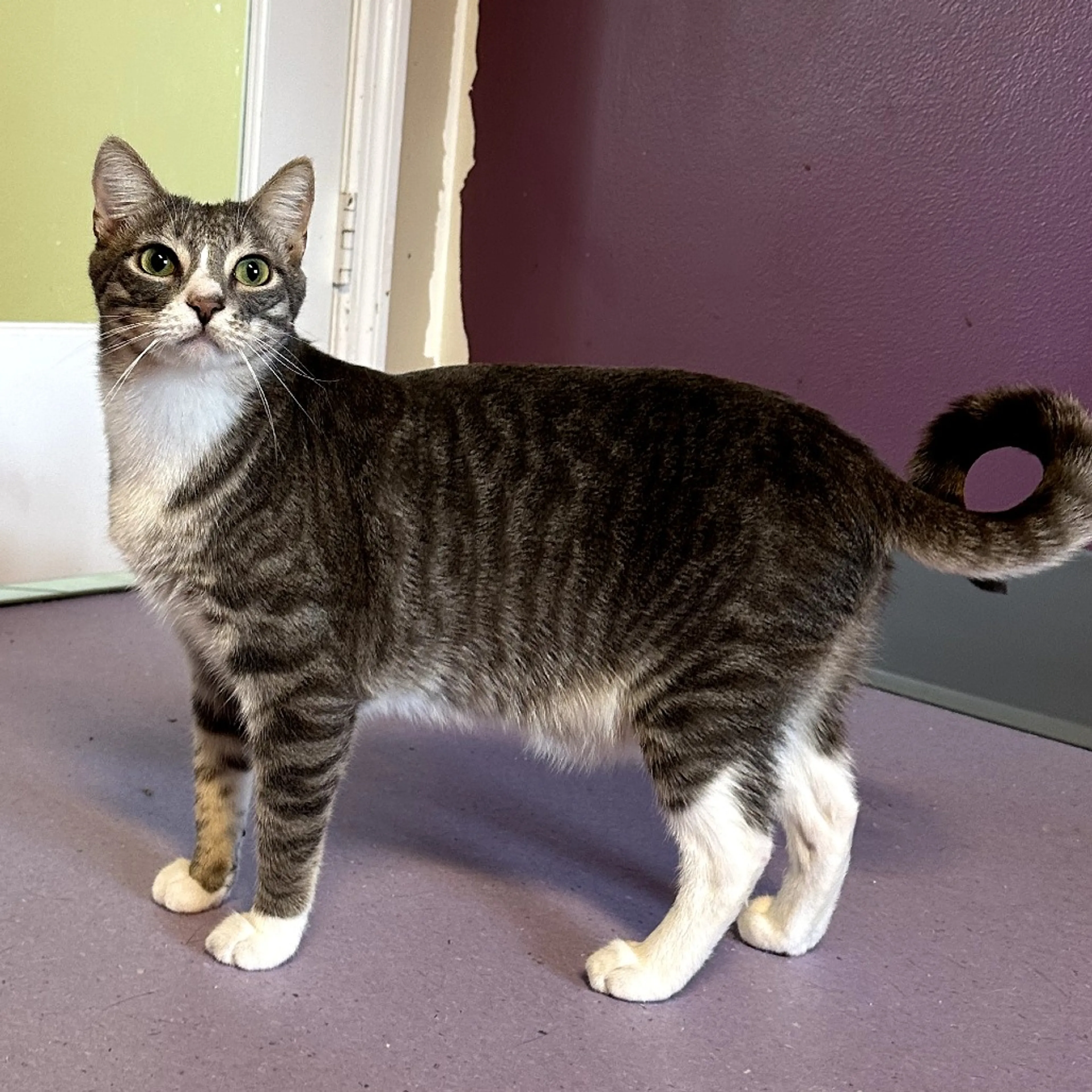 Found pet-2