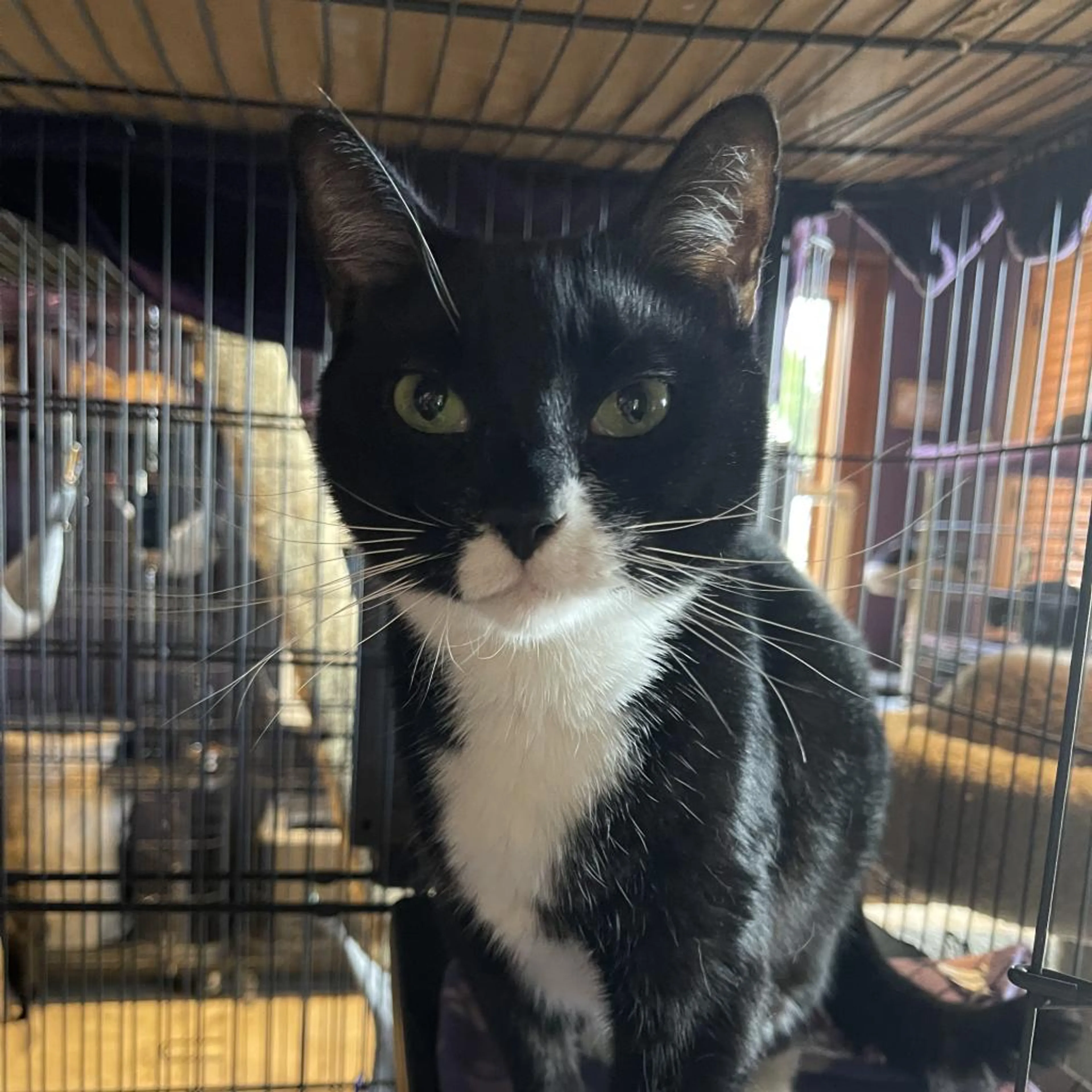 Found pet-1