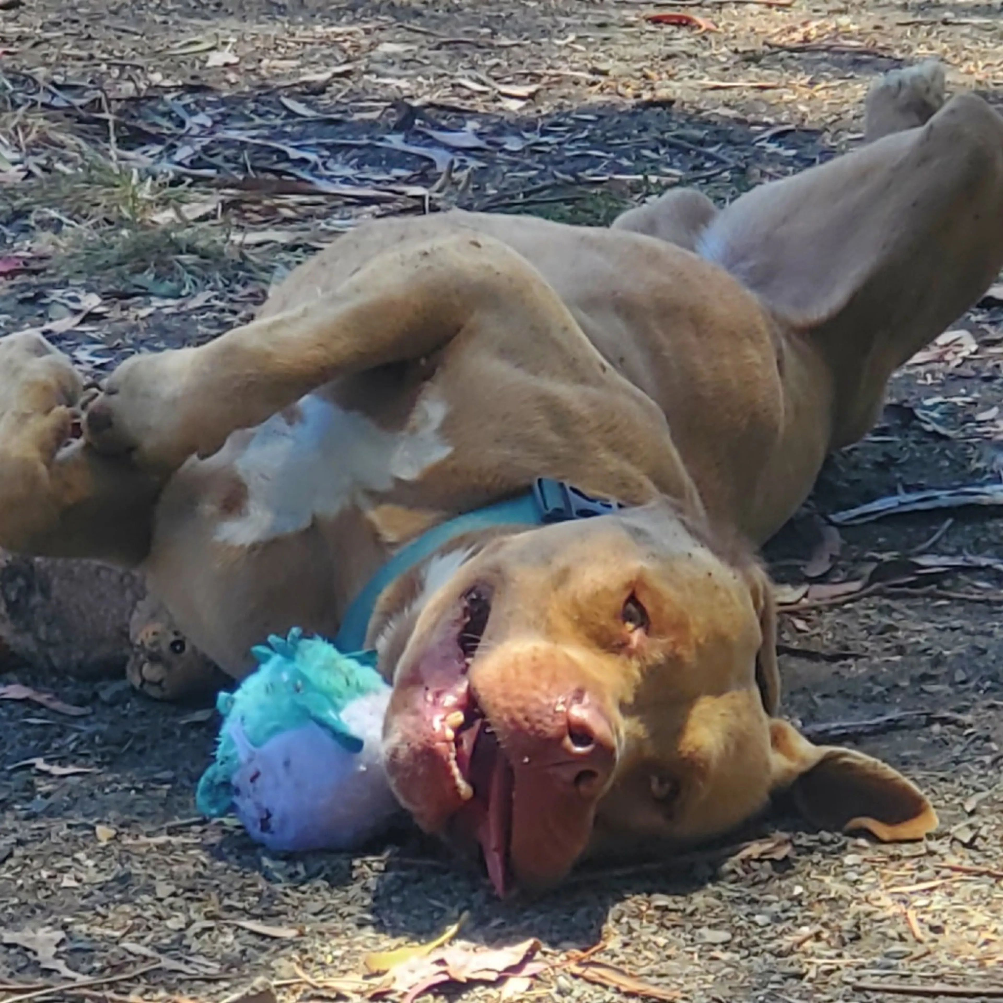 Found pet-5