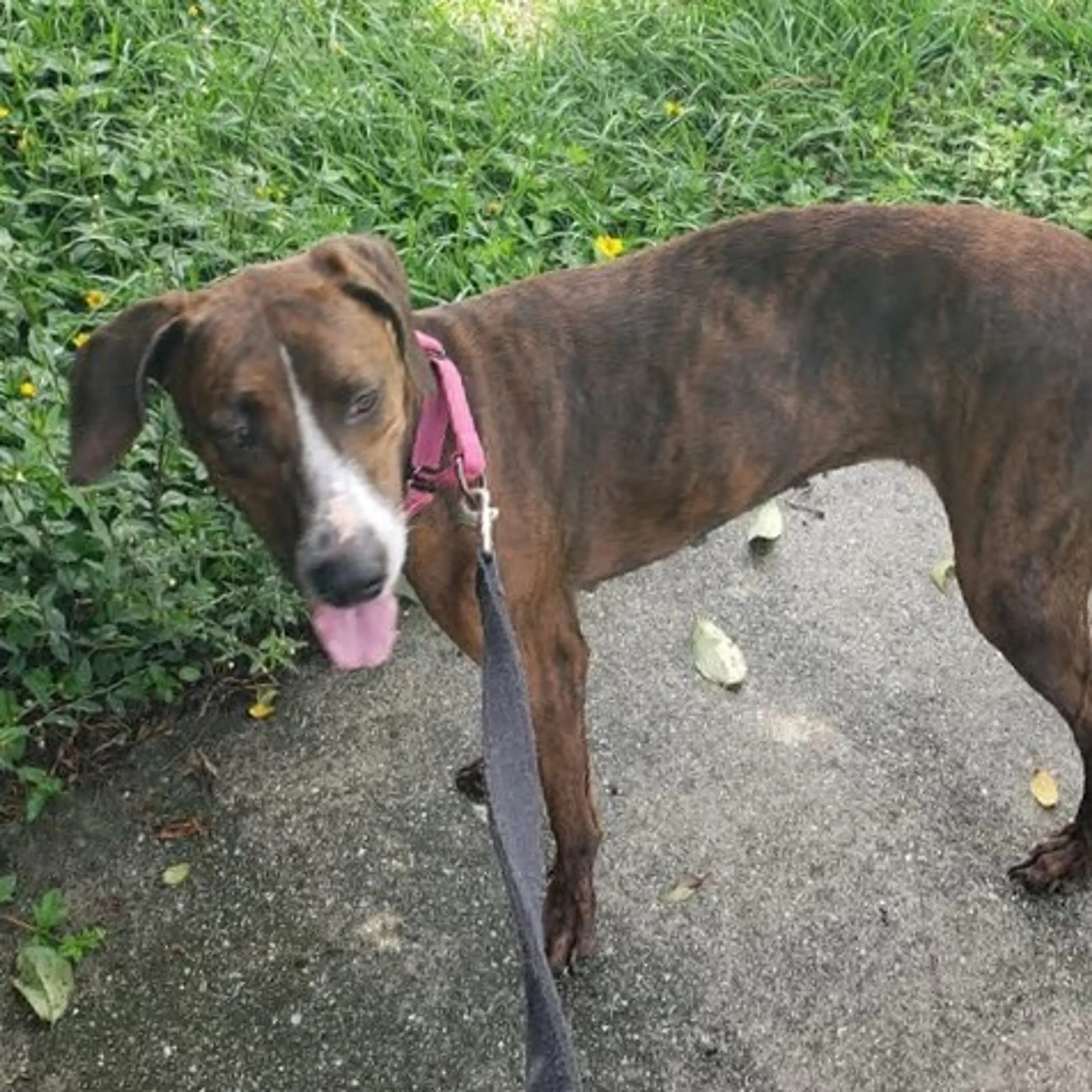 Found pet-2