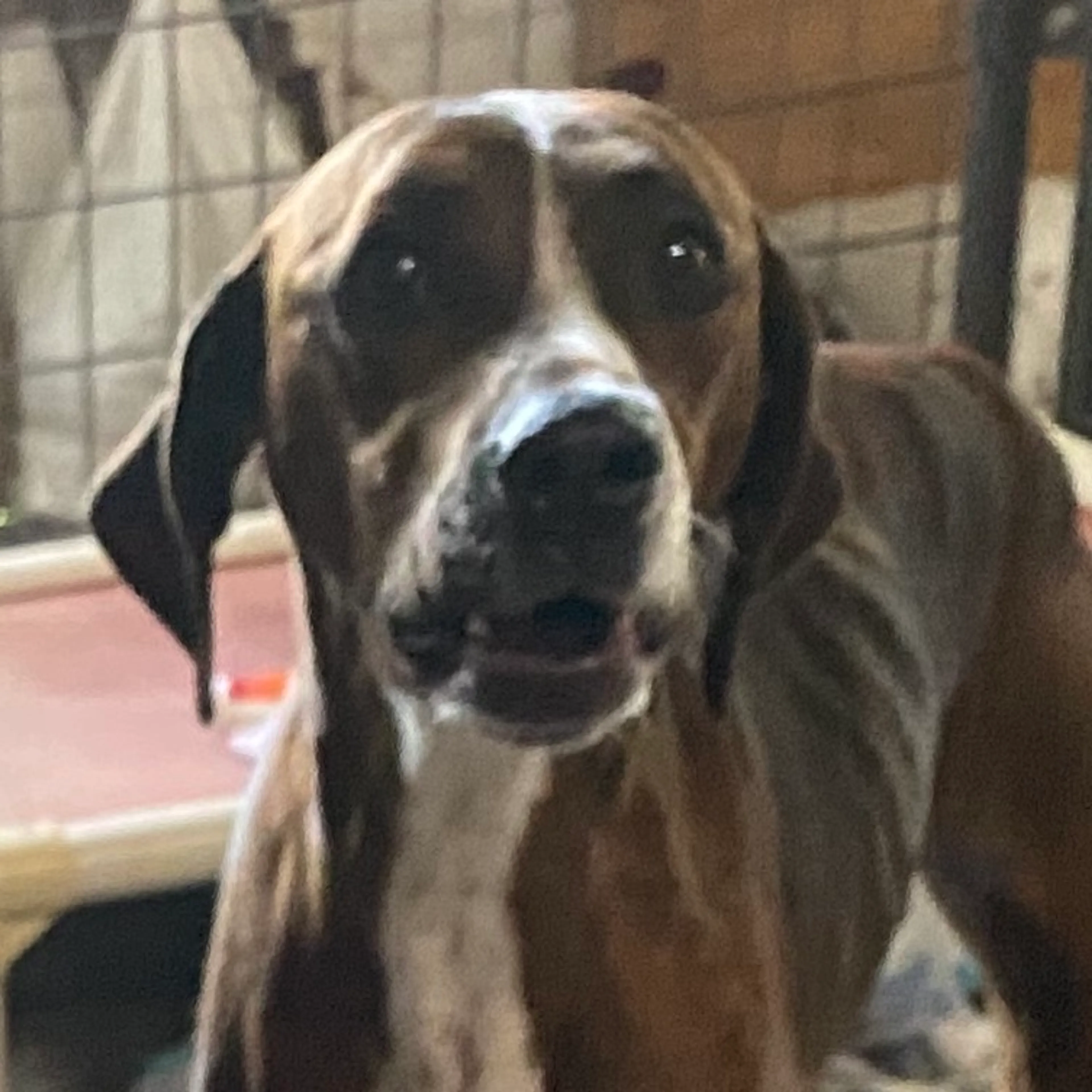 Found pet-1