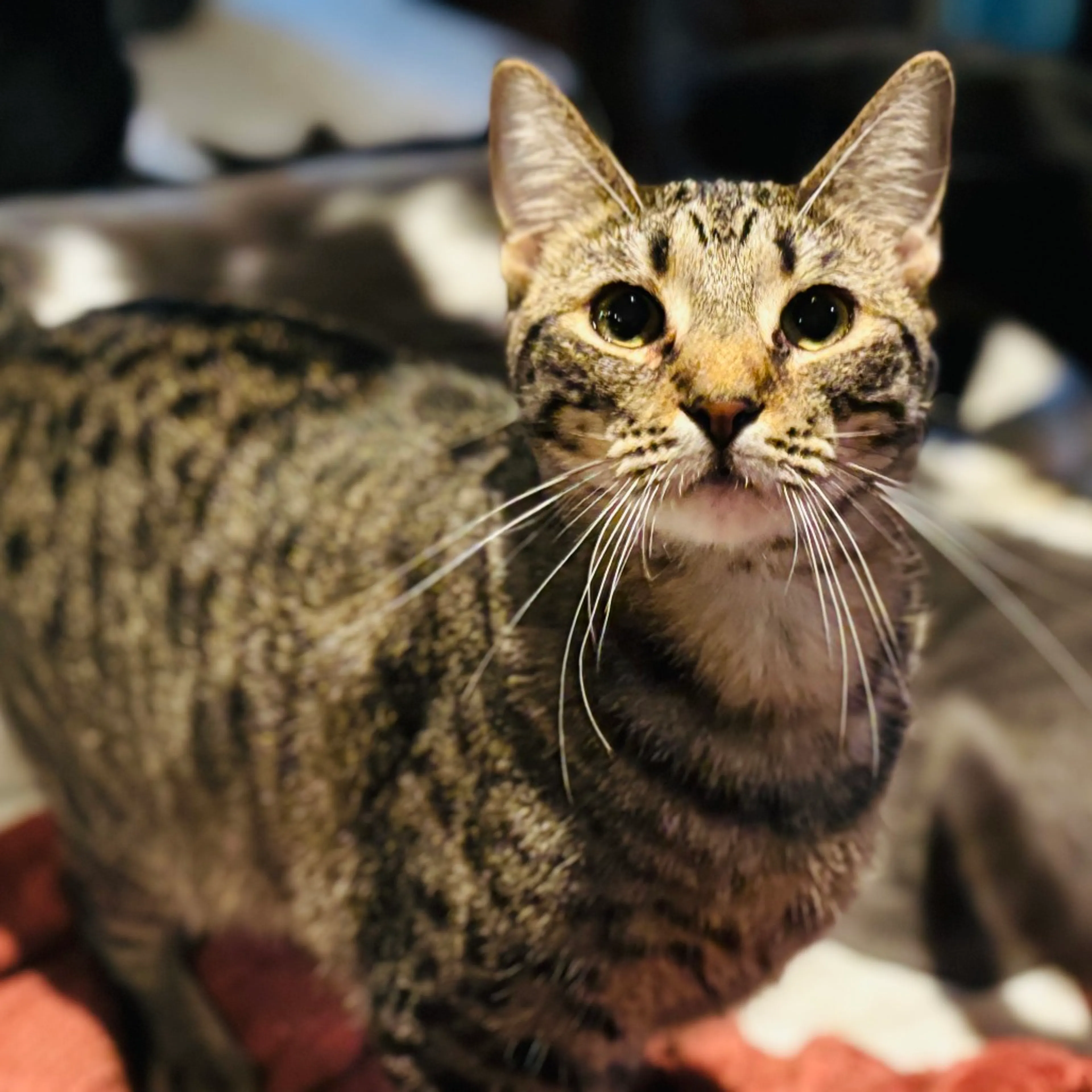 Found pet-1
