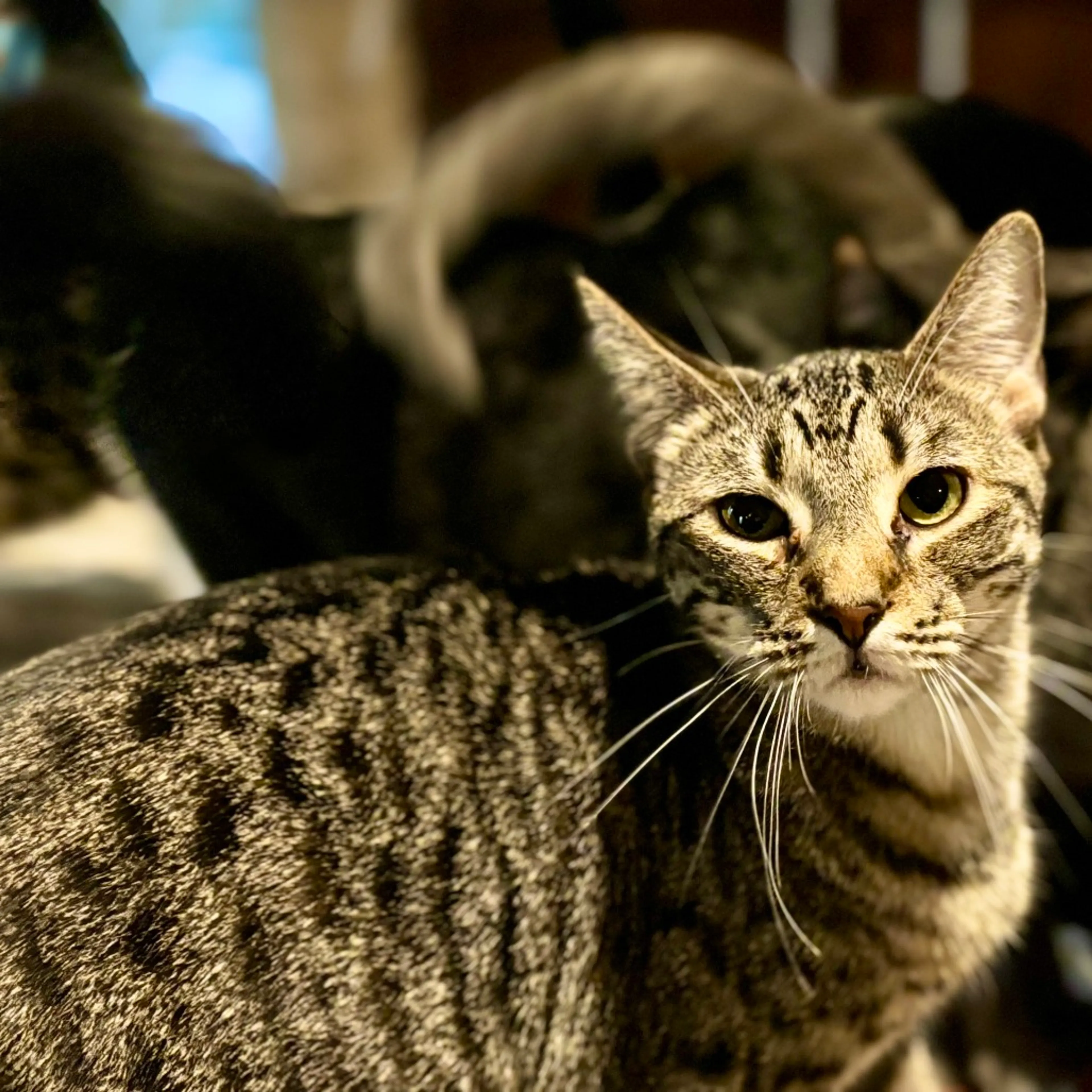 Found pet-2