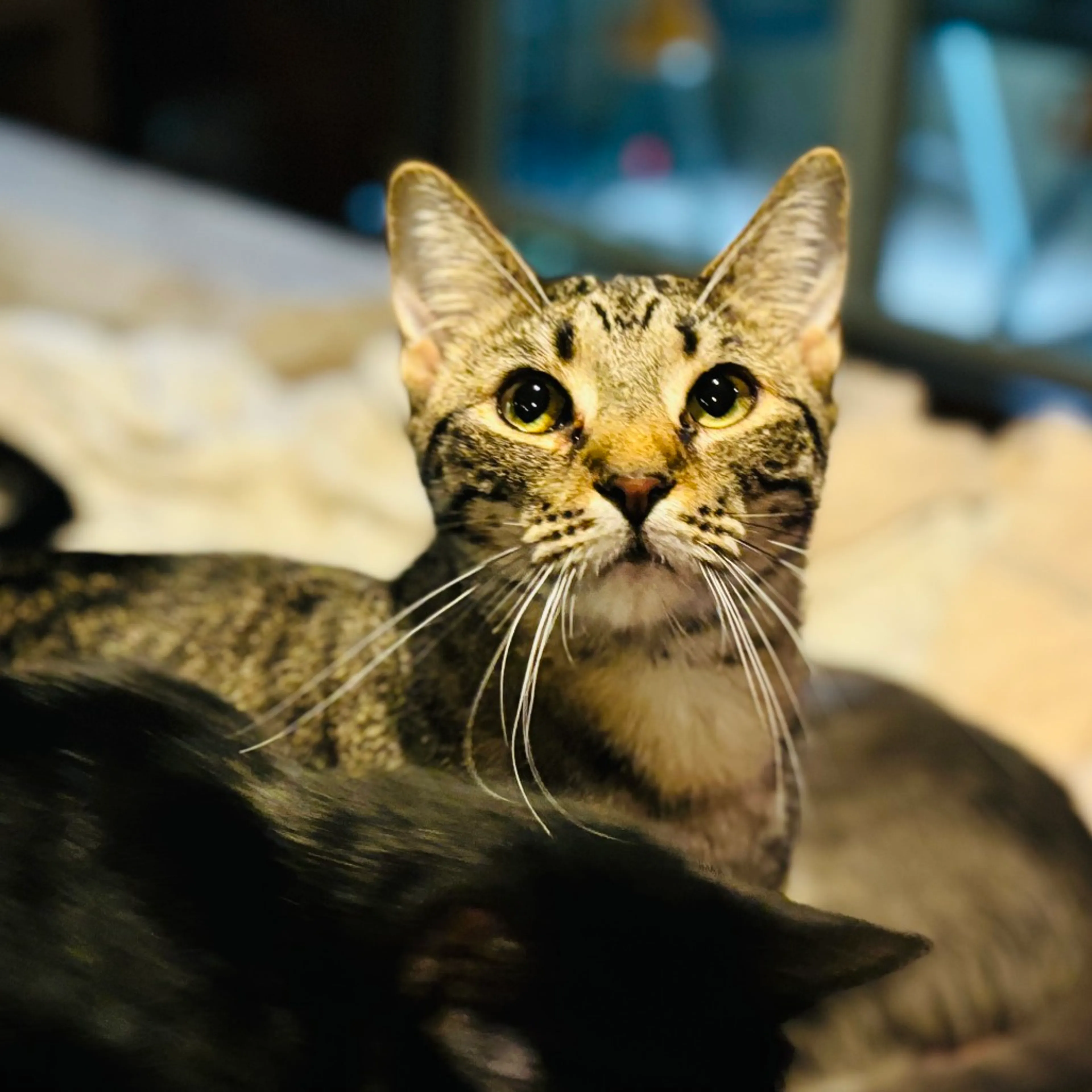 Found pet-3