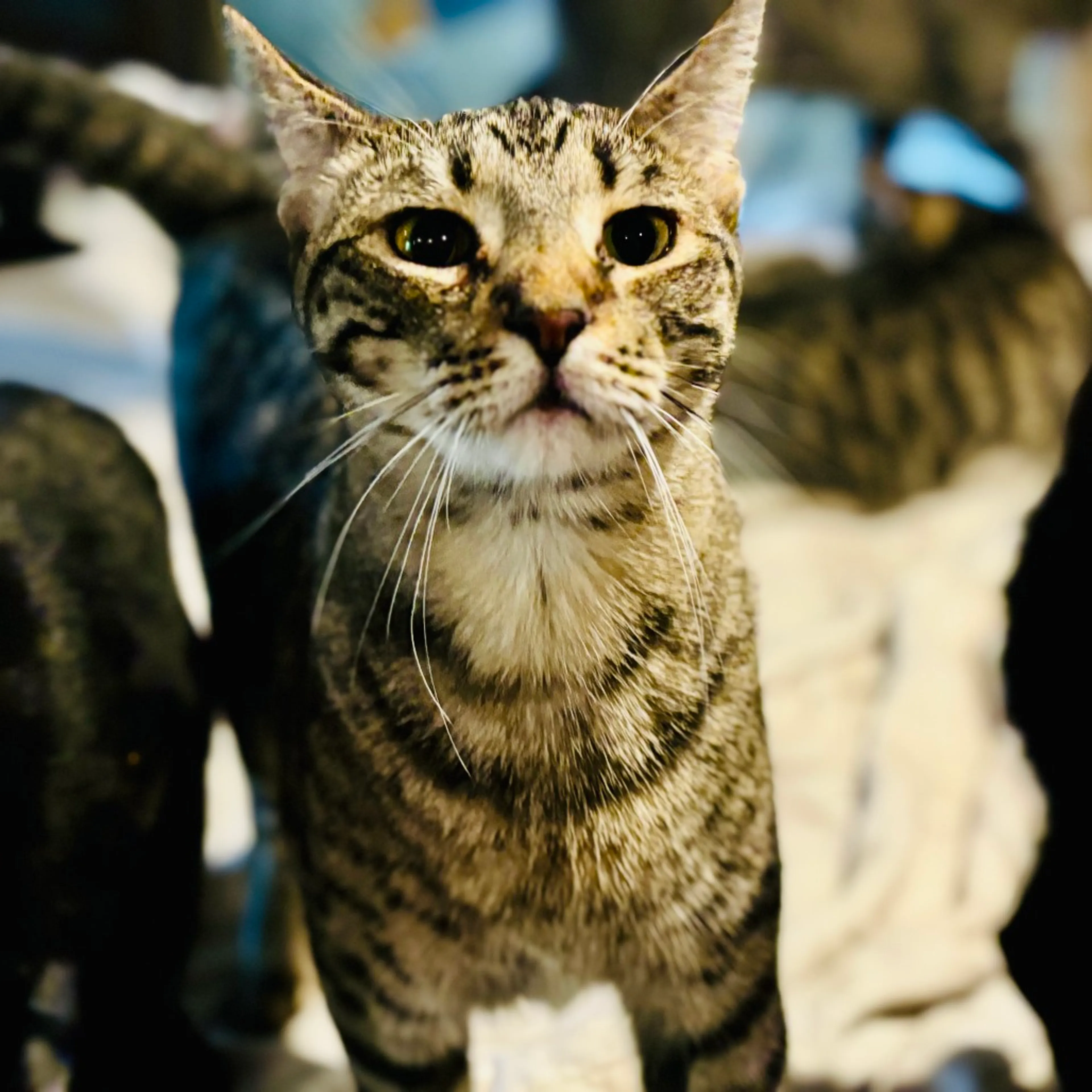 Found pet-4