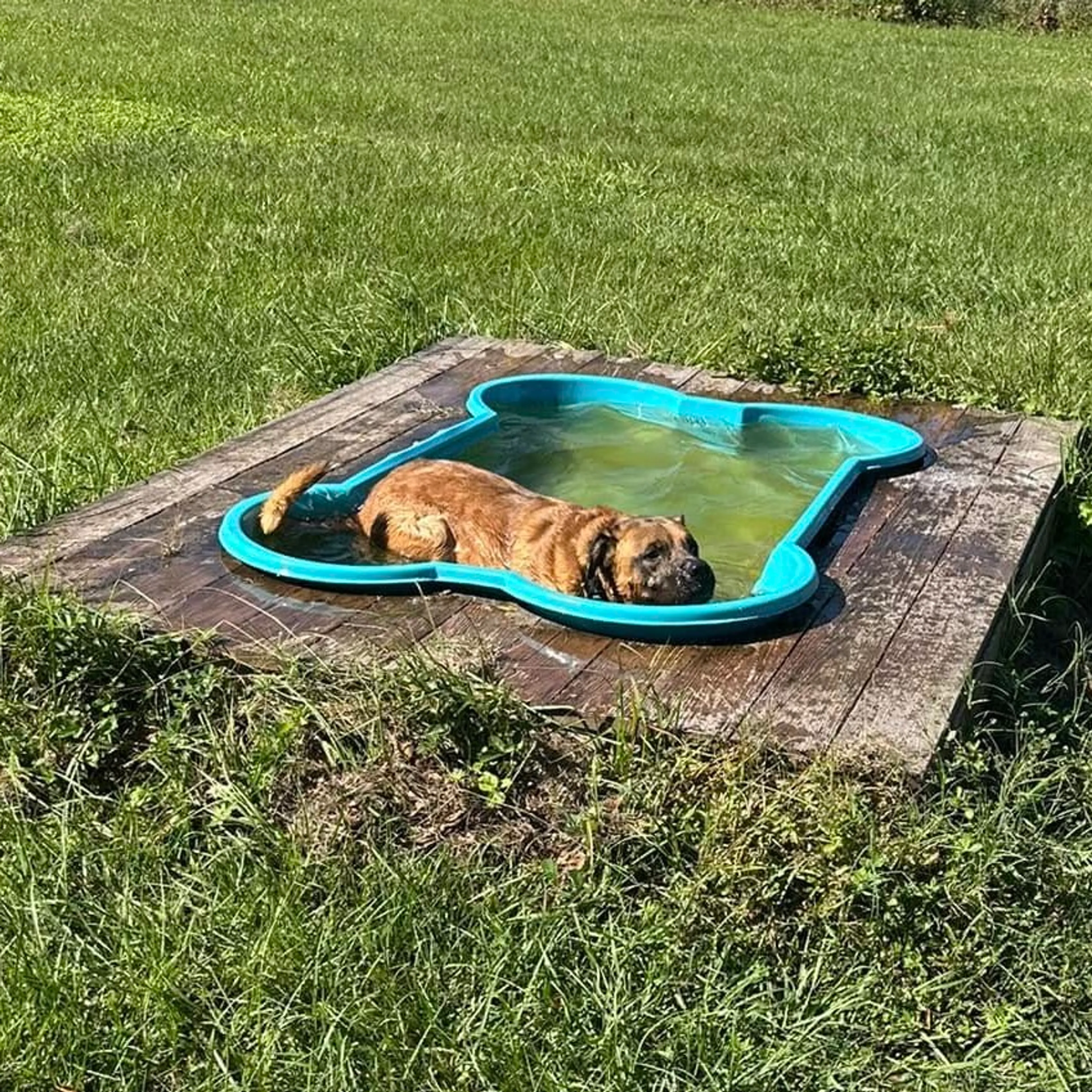 Found pet-14