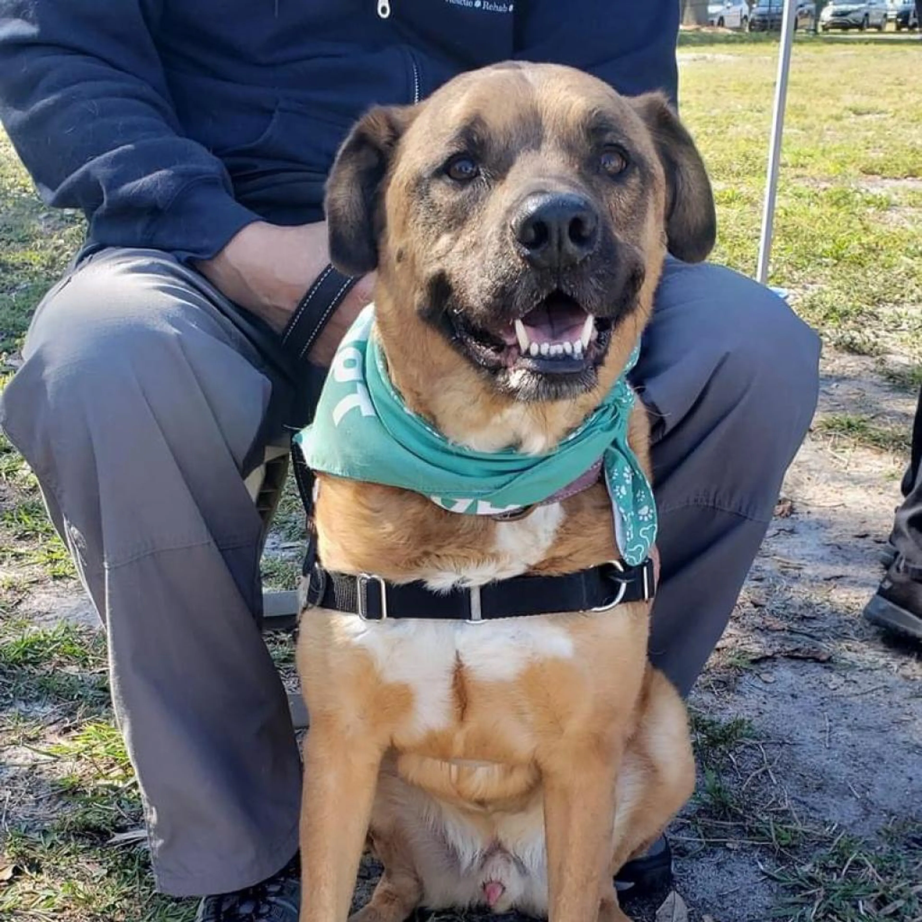 Found pet-2