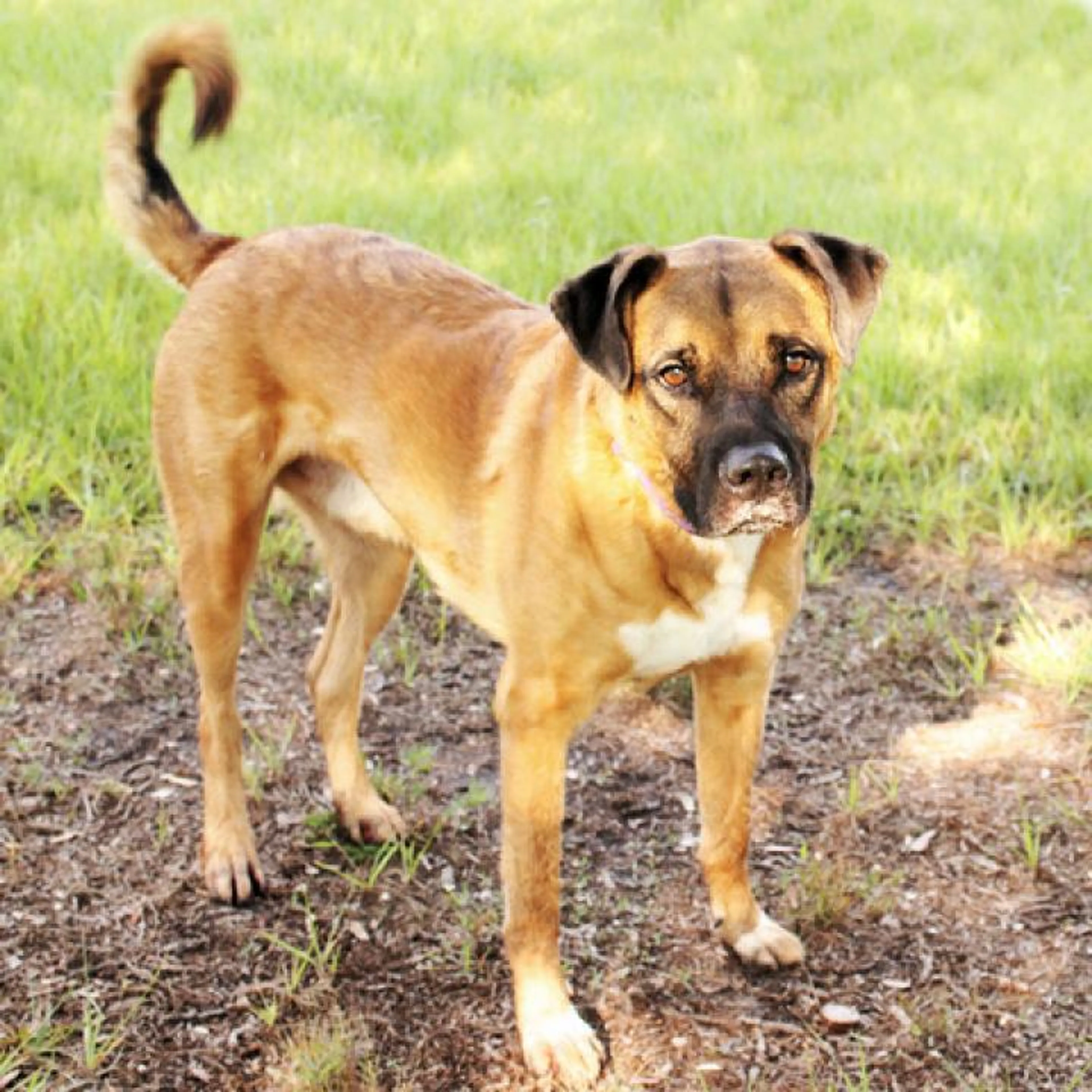 Found pet-7