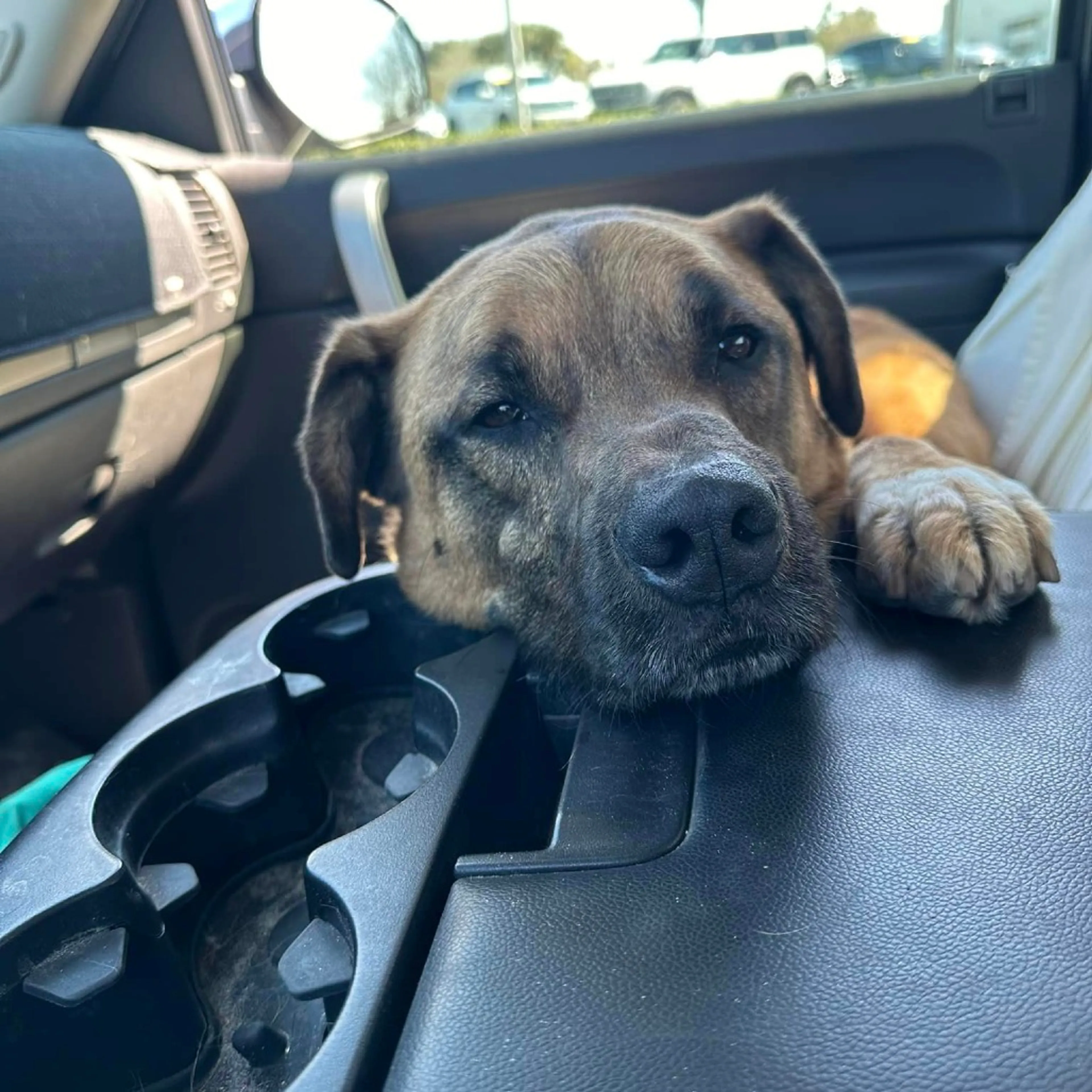 Found pet-9