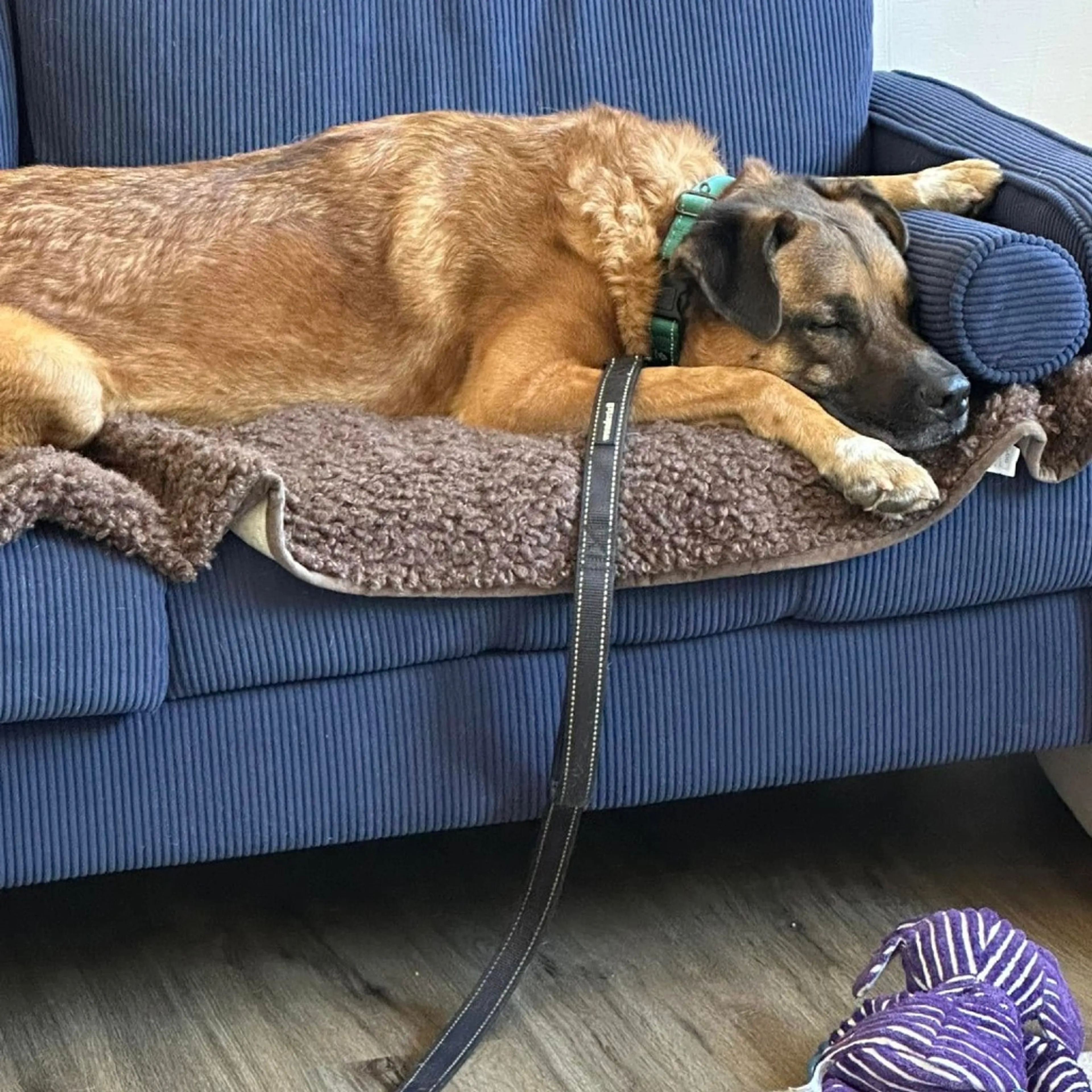Found pet-12