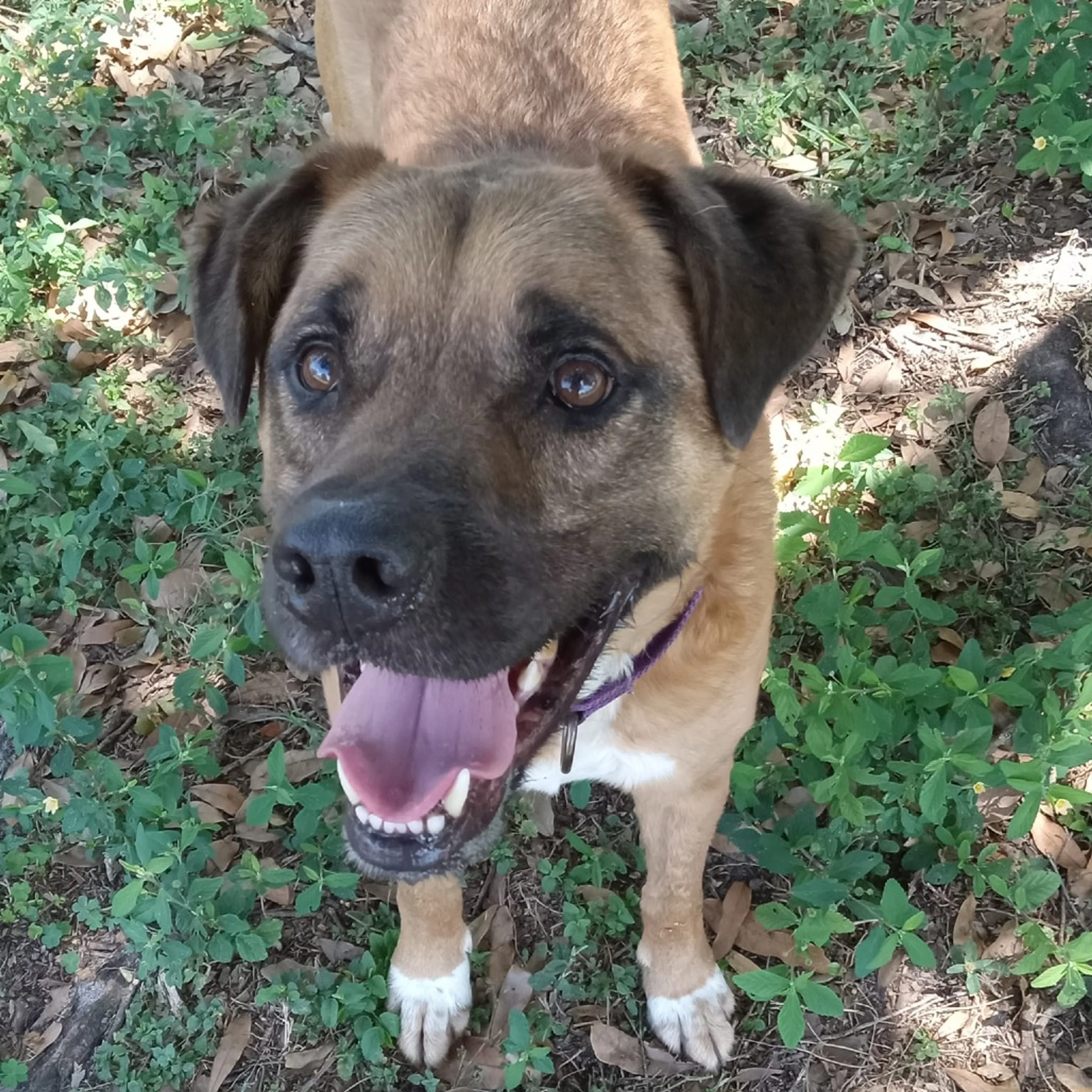 Found pet-11