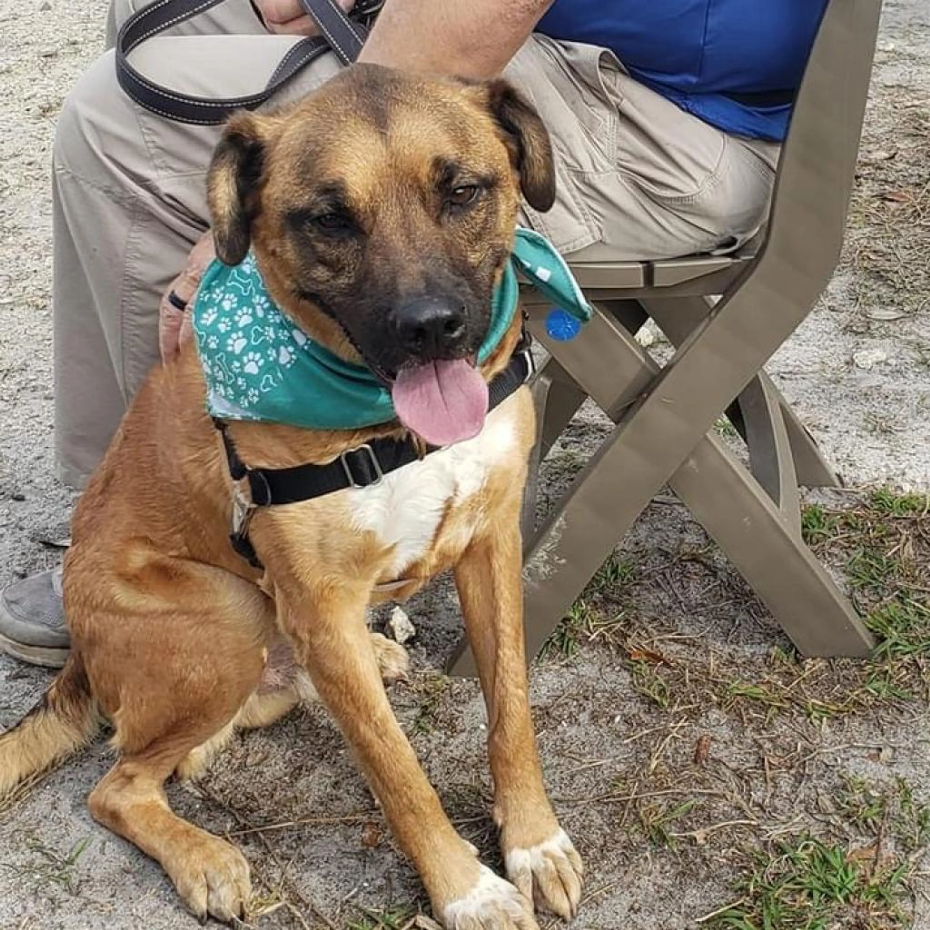 Found pet-3