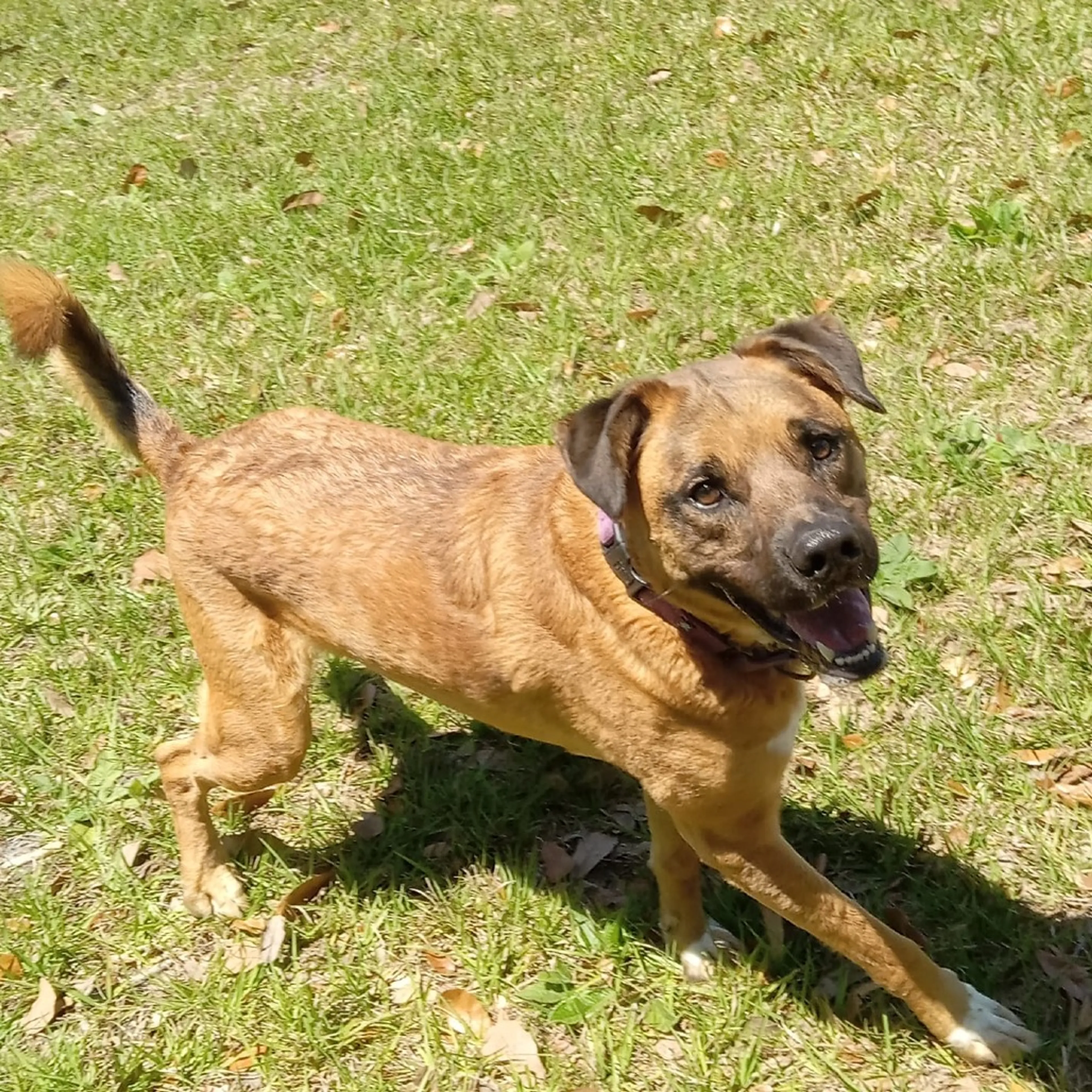Found pet-13
