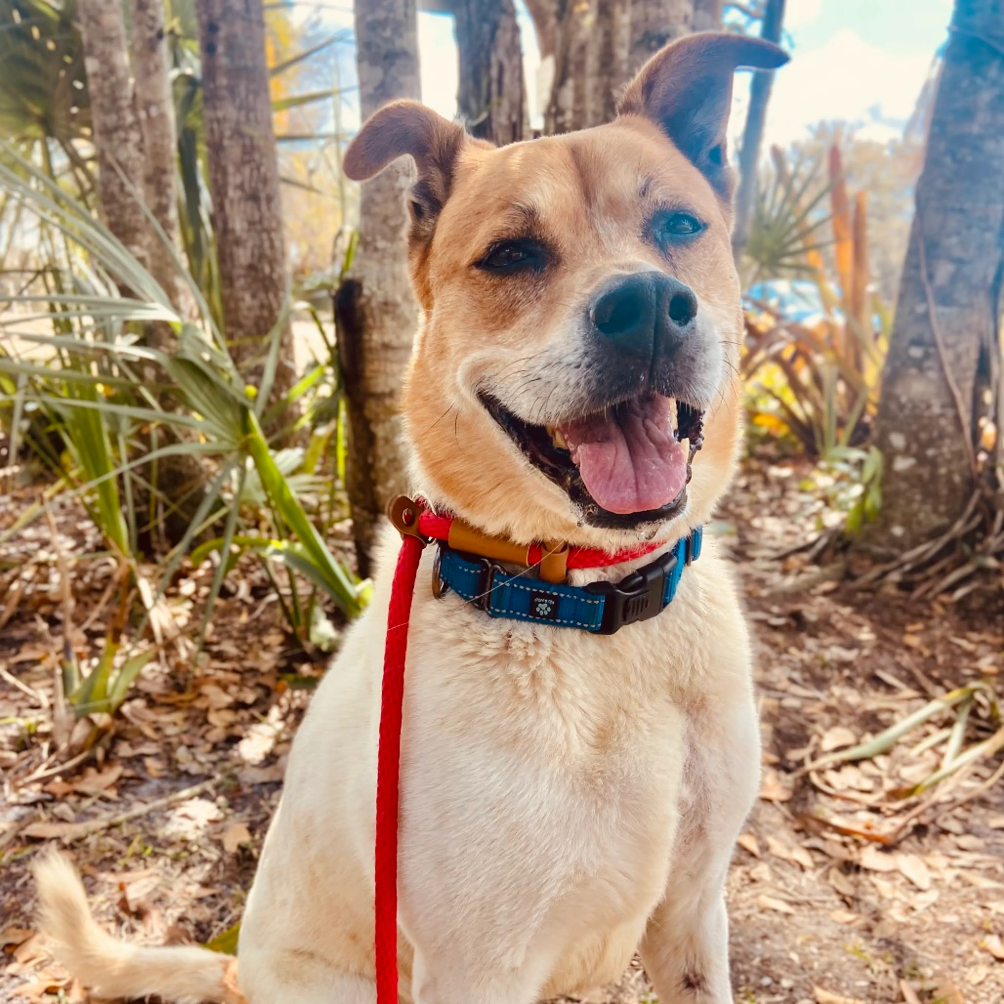 Found pet-9