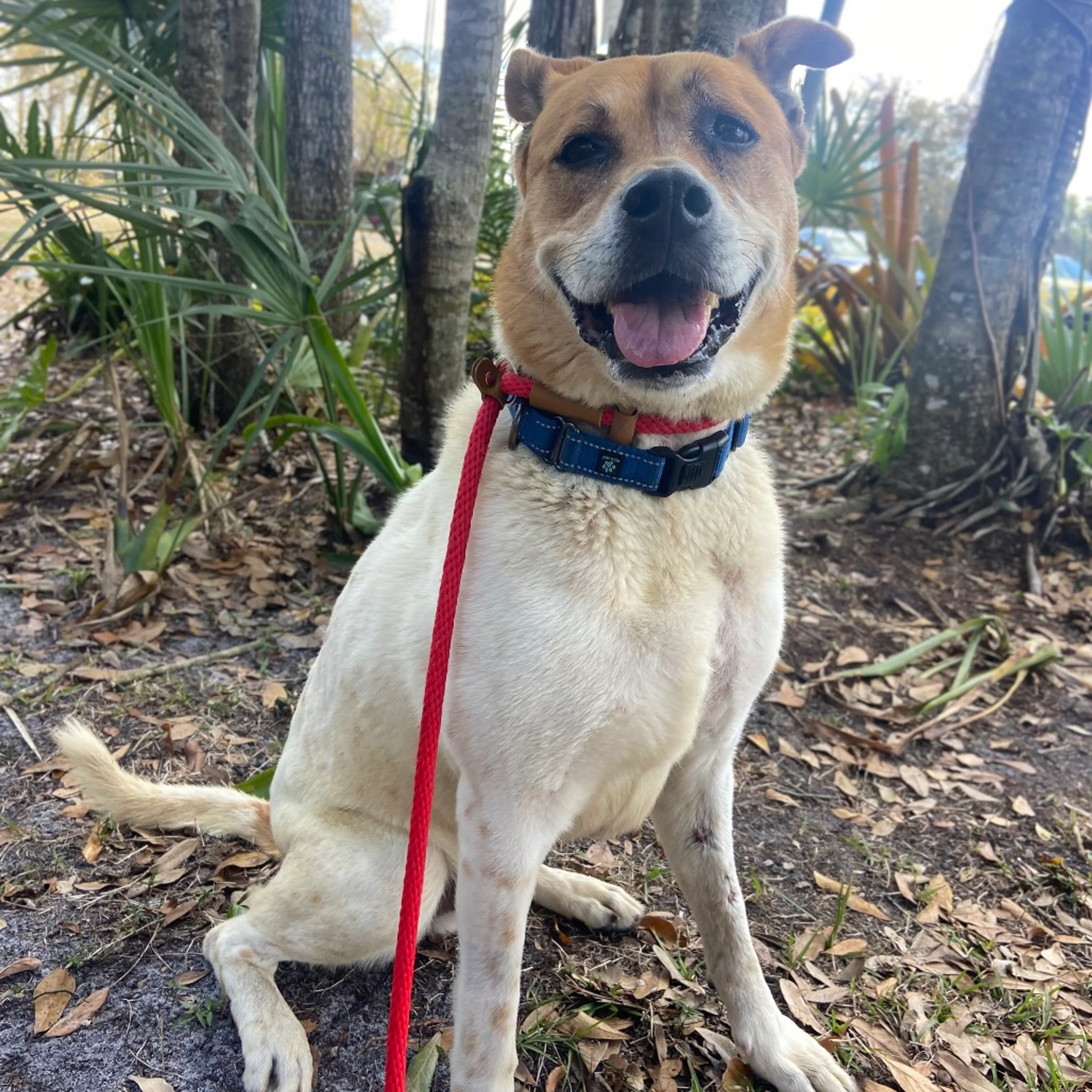 Found pet-7
