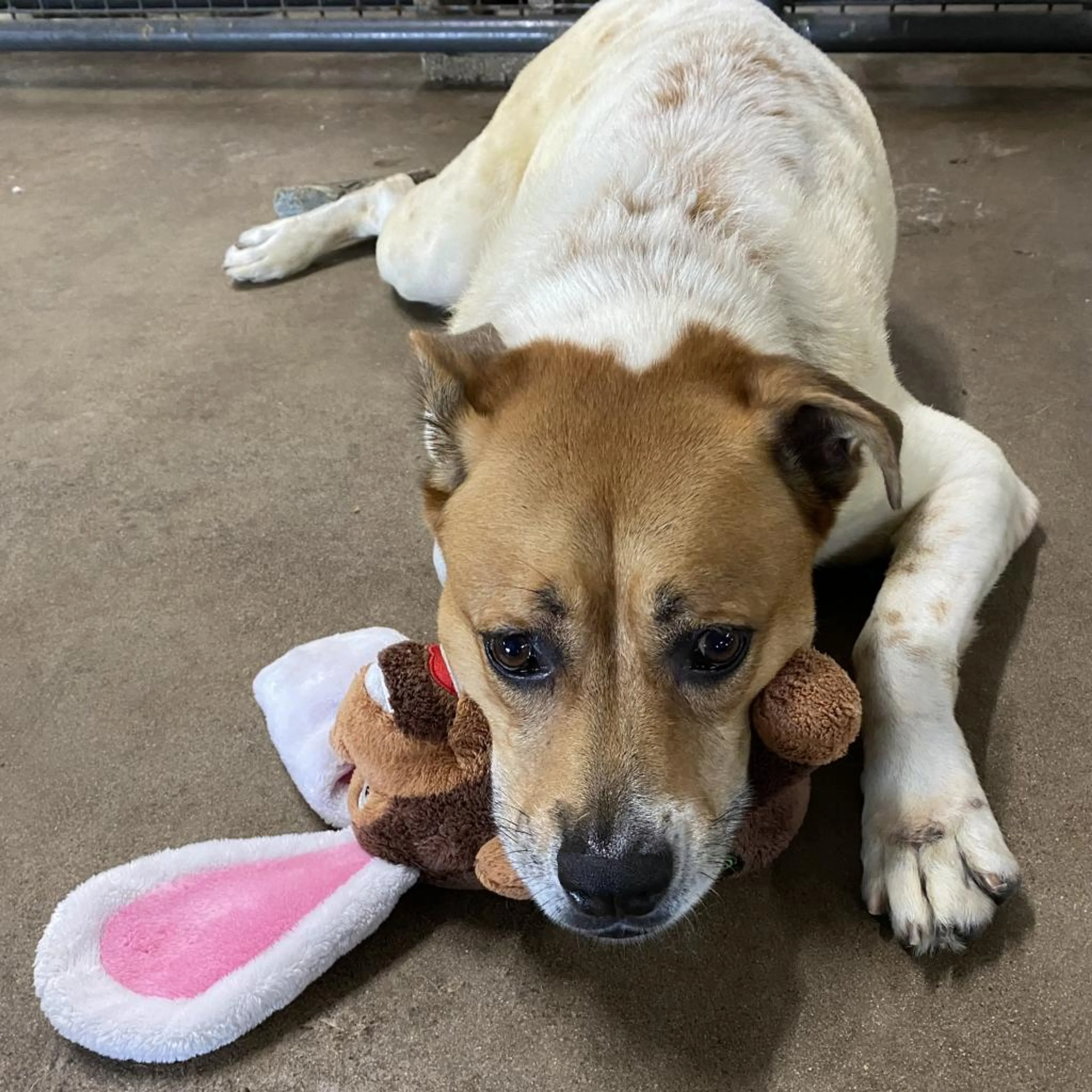 Found pet-5
